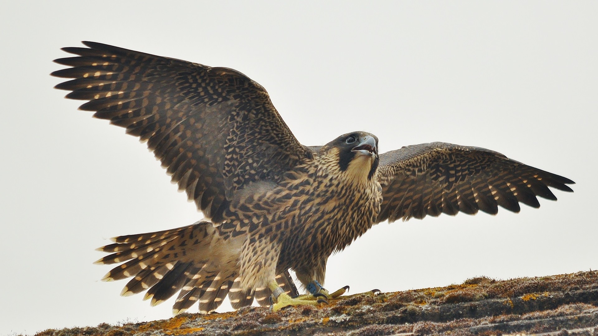 1920x1080 Peregrine Falcon Wallpapers