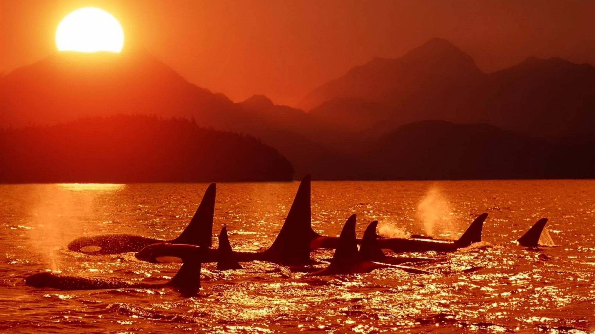 2048x1152  Wallpaper dolphins, killer whales, sea, sunset, sky