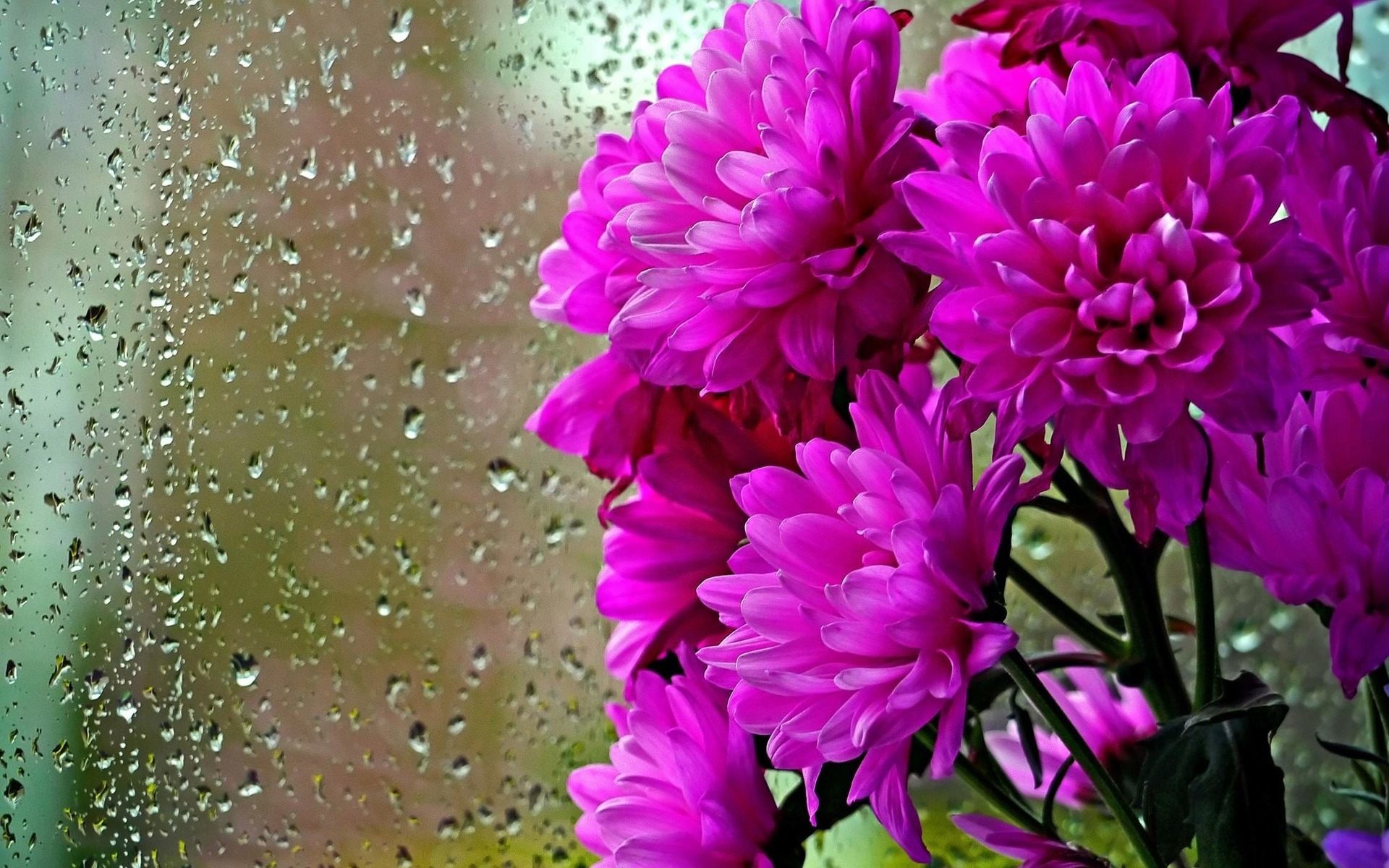 1920x1200 Rainy Day Pink Flowers Wallpaper