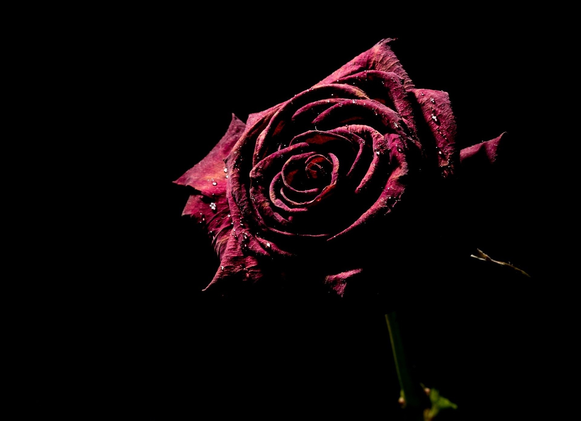 1920x1390 Beautiful Red Rose Black Background