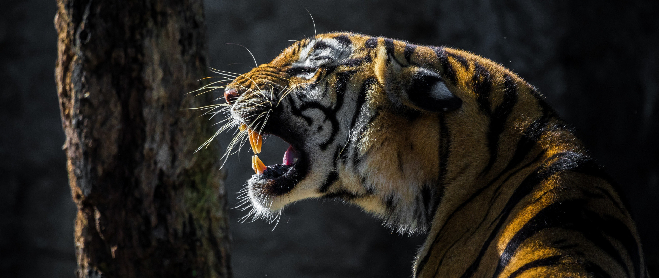 2560x1080 Tiger, roar, wild animal,  wallpaper