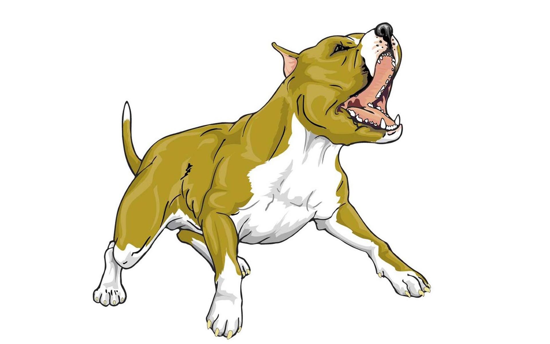 1920x1200 Pitbull Terrier
