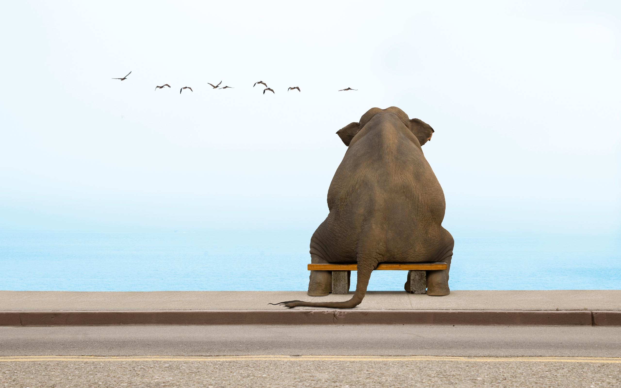2560x1600 wallpaper.wiki-Elephant-Funny-Sitting-On-Bench-Wallpapers-