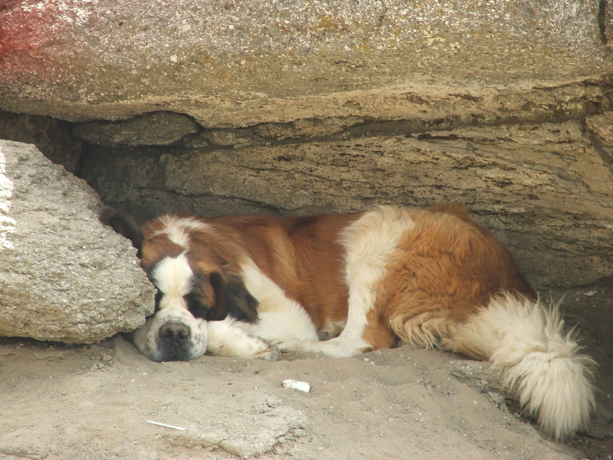 2048x1536 St. Bernard lay down to rest under a rock
