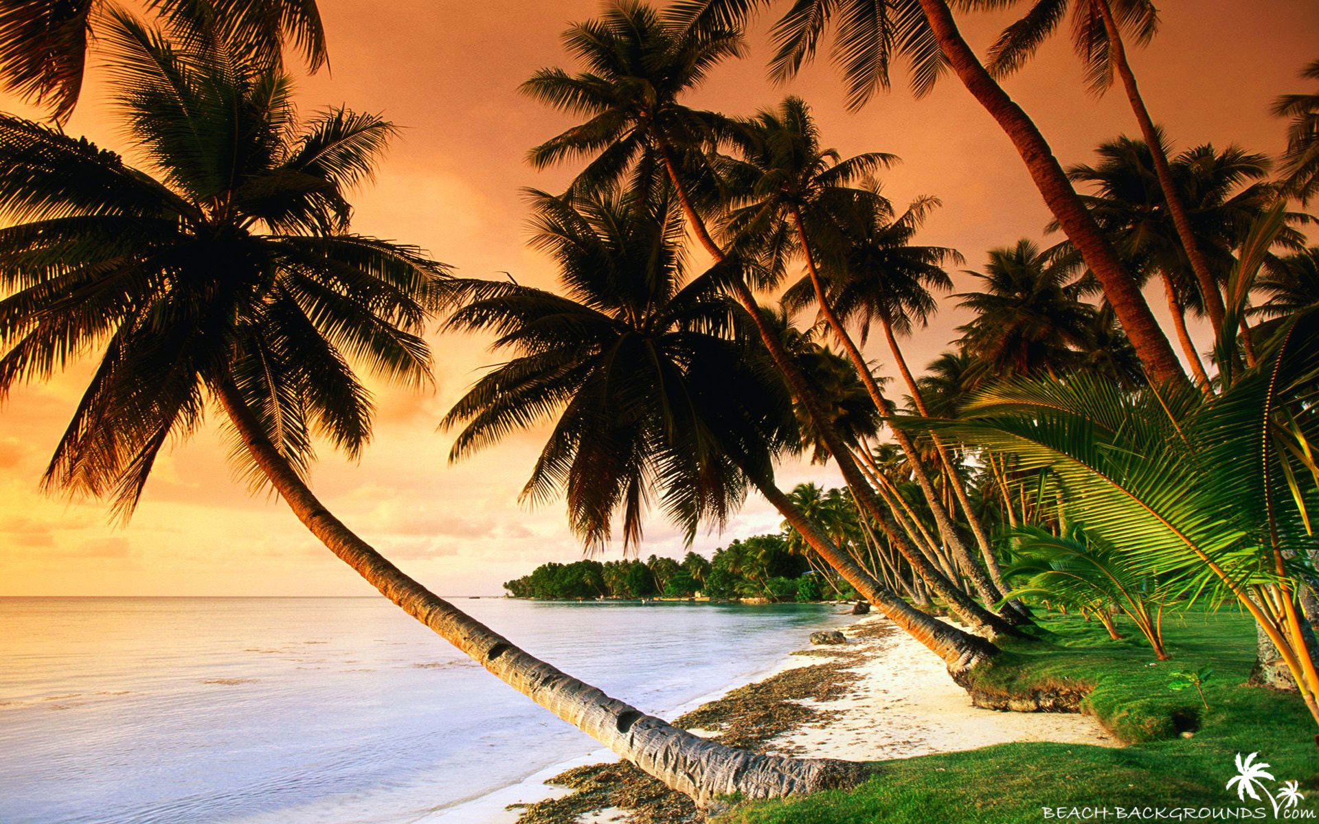 1920x1200 Beautiful beach palm trees on sunset - Beach Wallpapers