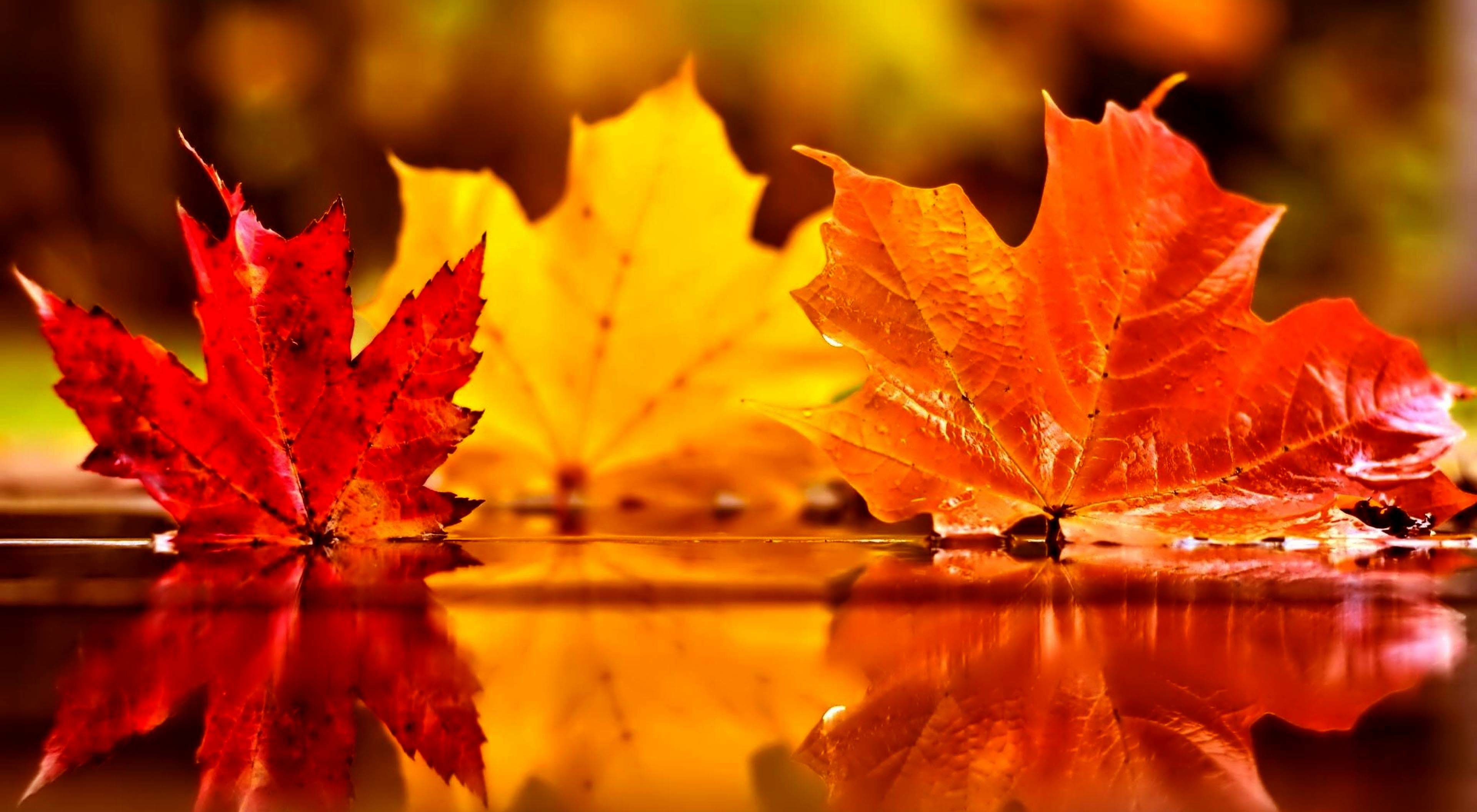 3840x2112 Beautiful Autumn Leaves On Water | Falling Red leaves Wallpapers - A Season  of Paradox -