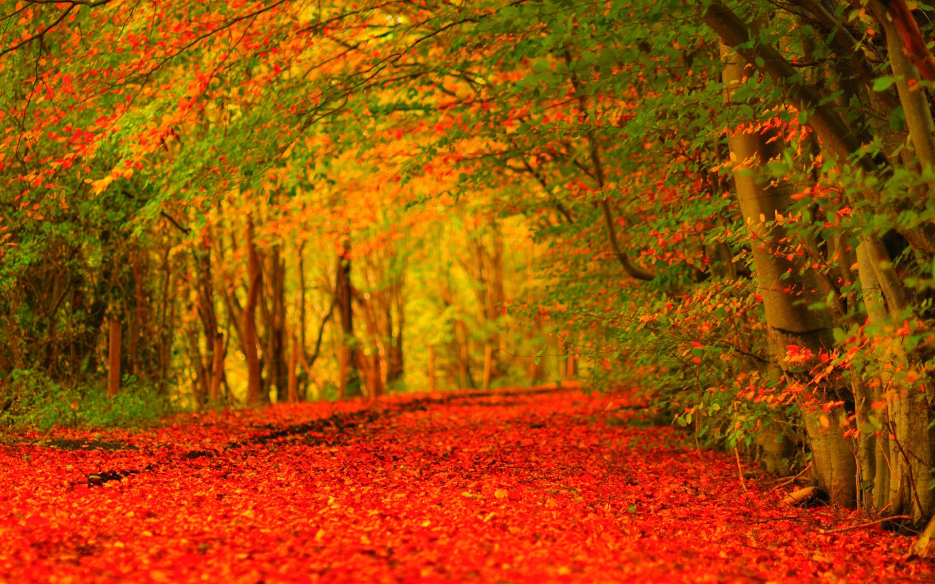 1920x1200 ... autumn leaves falling background | Download Wallpaper | Pinterest .