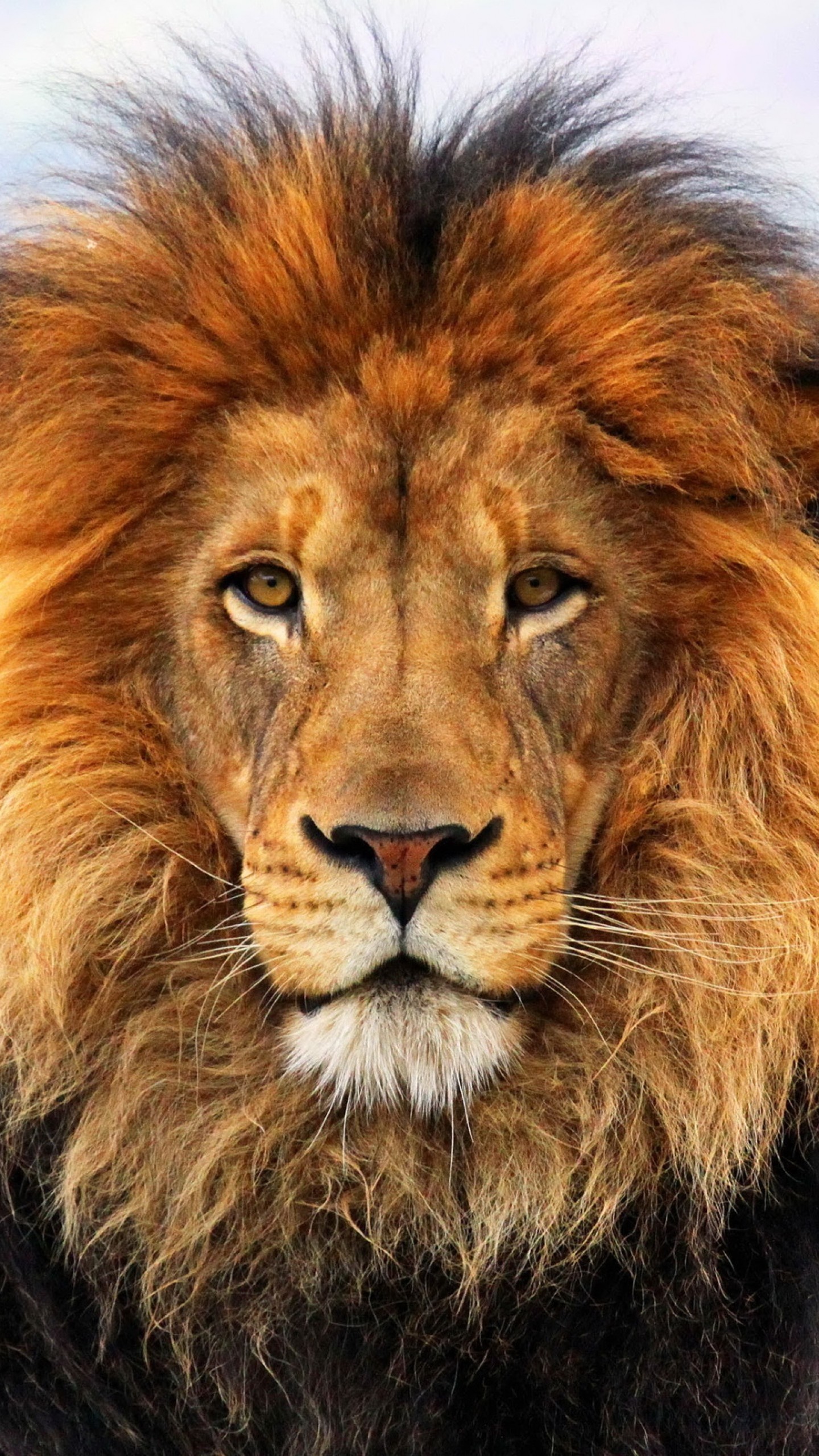 1440x2560 Preview wallpaper lion, mane, eyes, waiting, big cat, carnivore, king