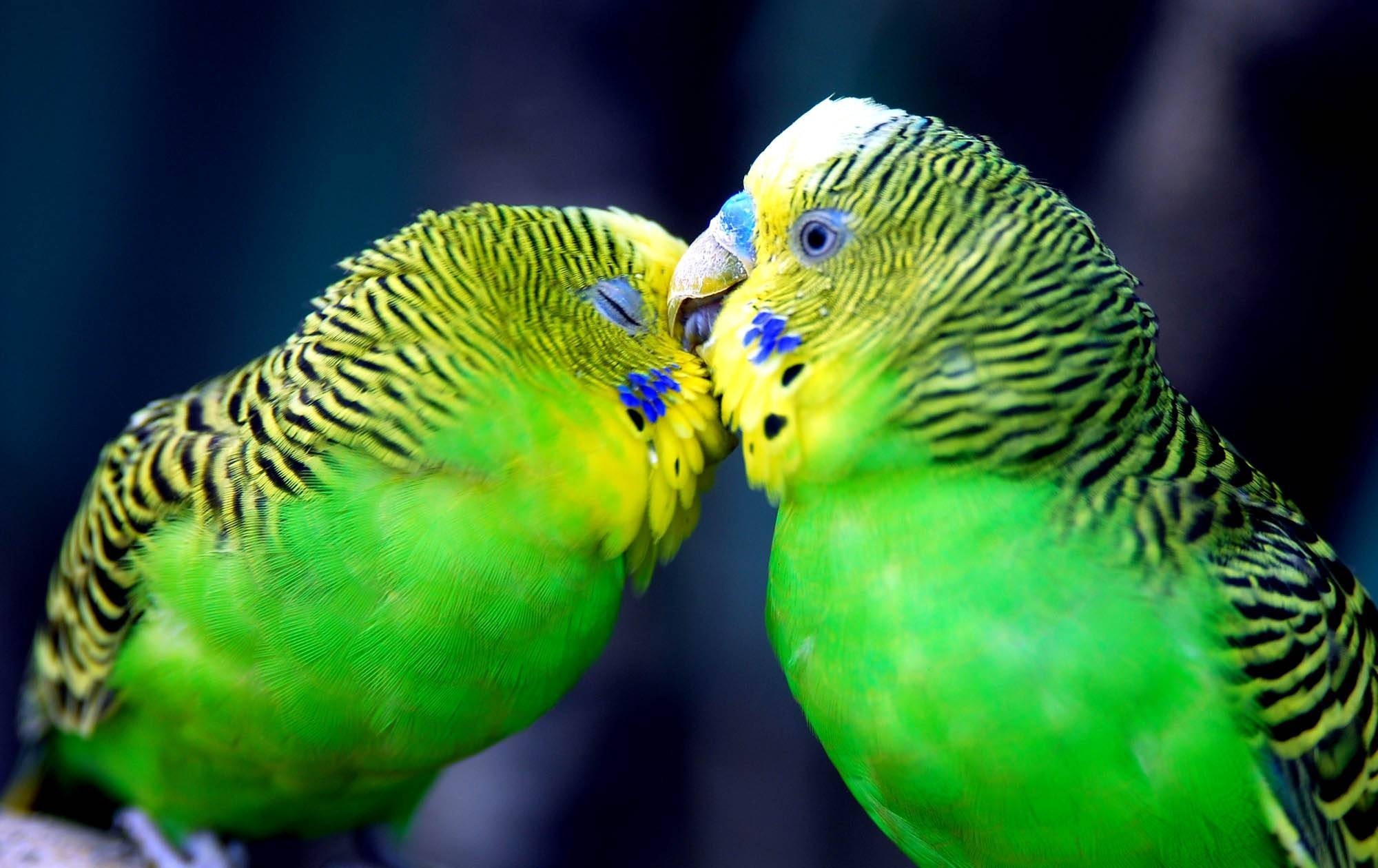 2000x1260 ã2017ã Cute Love Bird Colorful Parrot HD Wallpapers