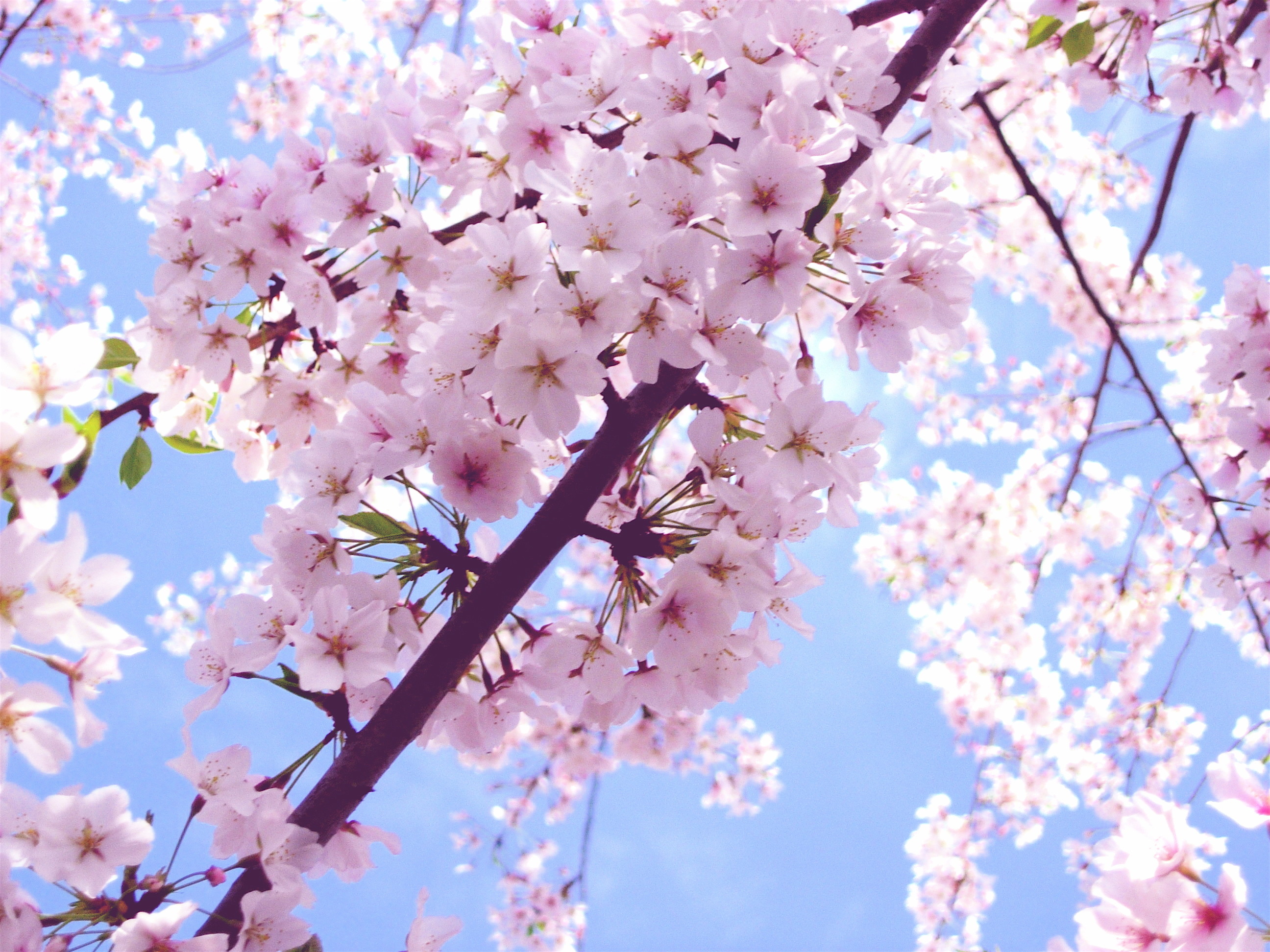 2592x1944 Cherry Blossom images Beautiful Cherry Blossom â¡ HD wallpaper and  background photos