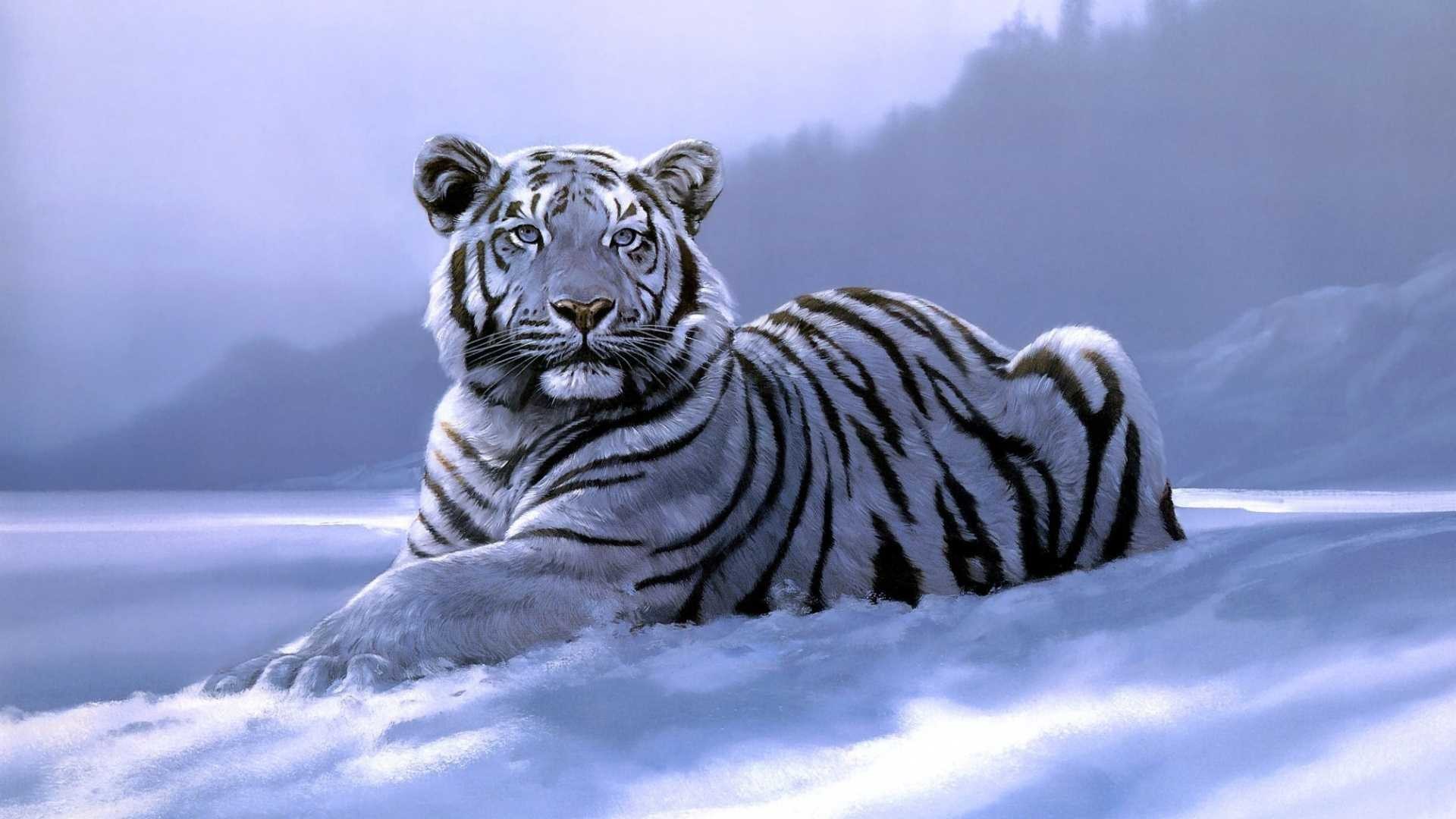 1920x1080 White Tiger Wallpaper Best Collection Of Tiger HD Wallpapers