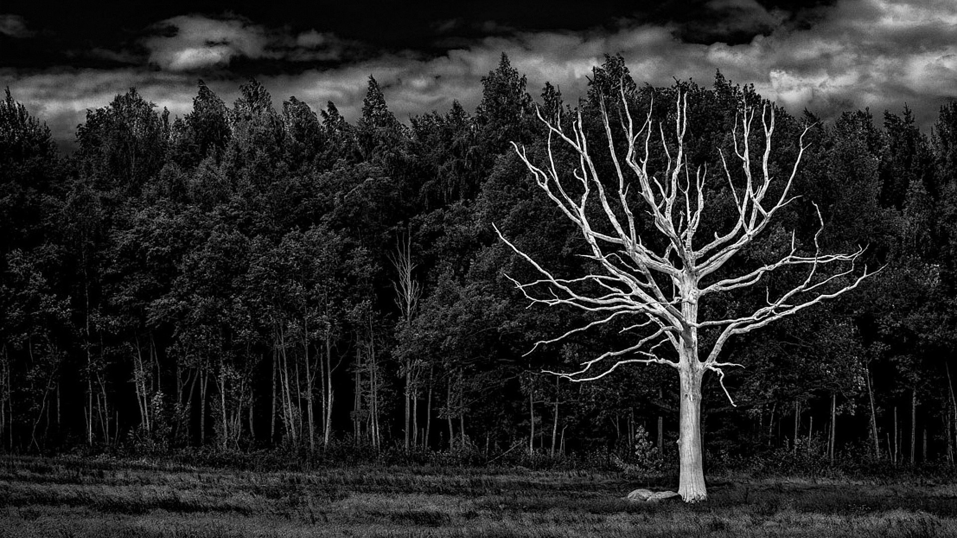 Черный Лес Фото — Красивое Фото