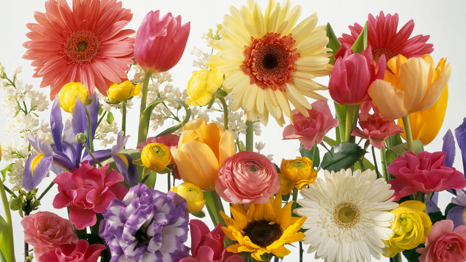 1920x1080 Flower Free Spring Wallpaper | spring wallpapers hd desktop background free  flowers spring wallpapers .