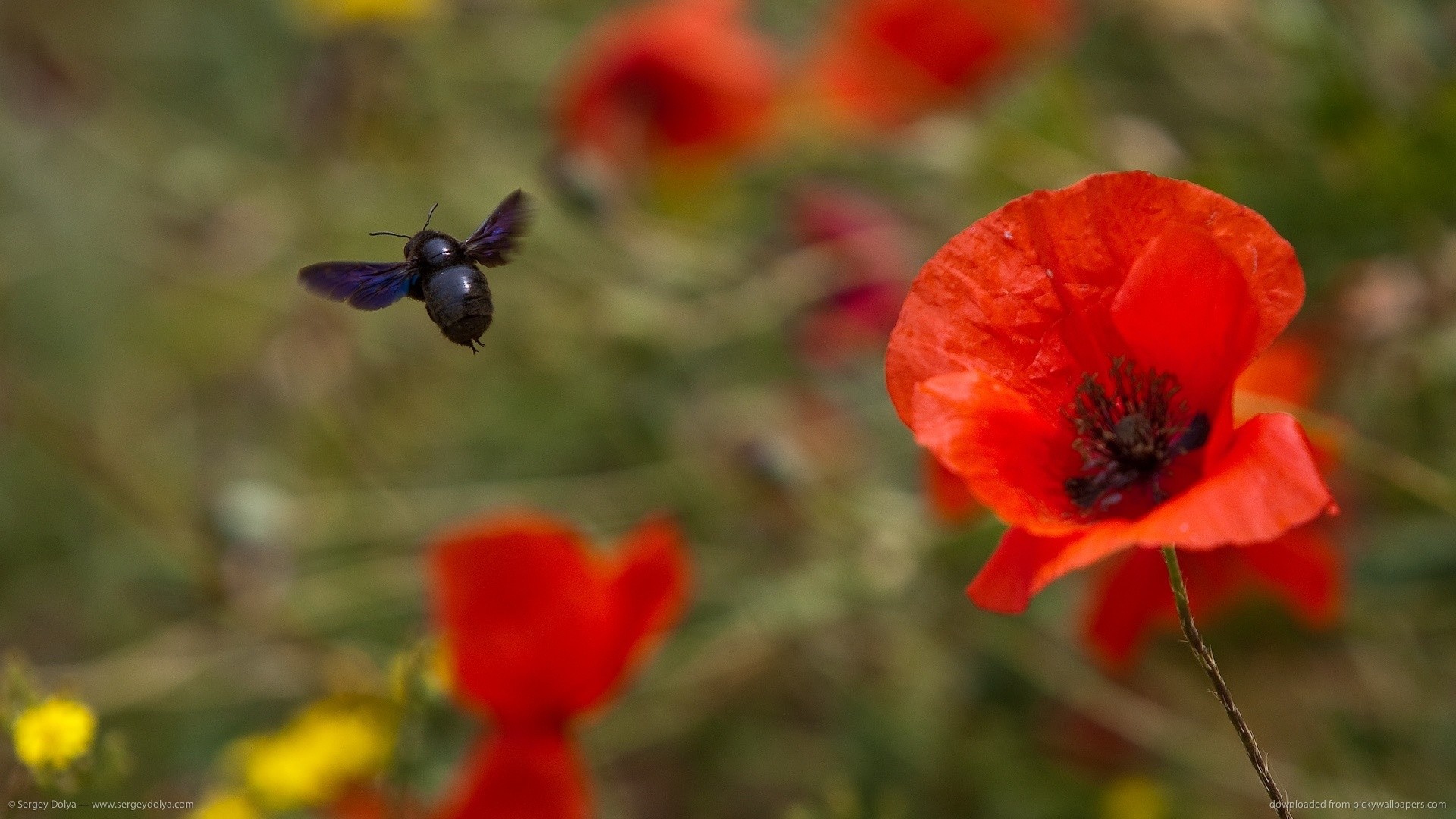 1920x1080 Bug and red poppy picture
