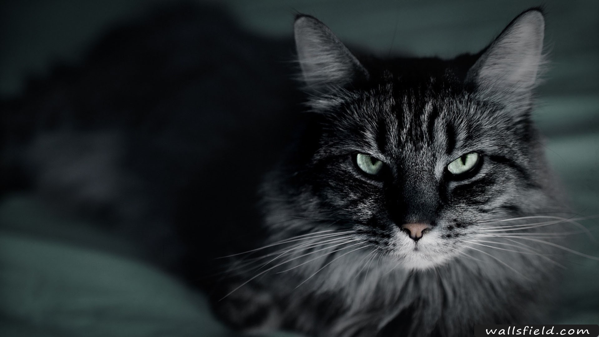 1920x1080 You can view, download and comment on Not Happy Cat free hd wallpapers for  your
