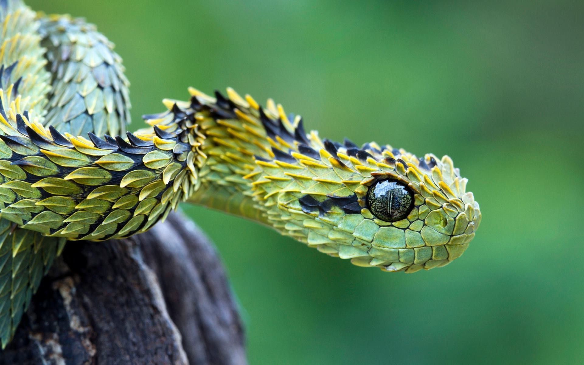 1920x1200 284 Snake HD Wallpapers Backgrounds Wallpaper Abyss - HD Wallpapers