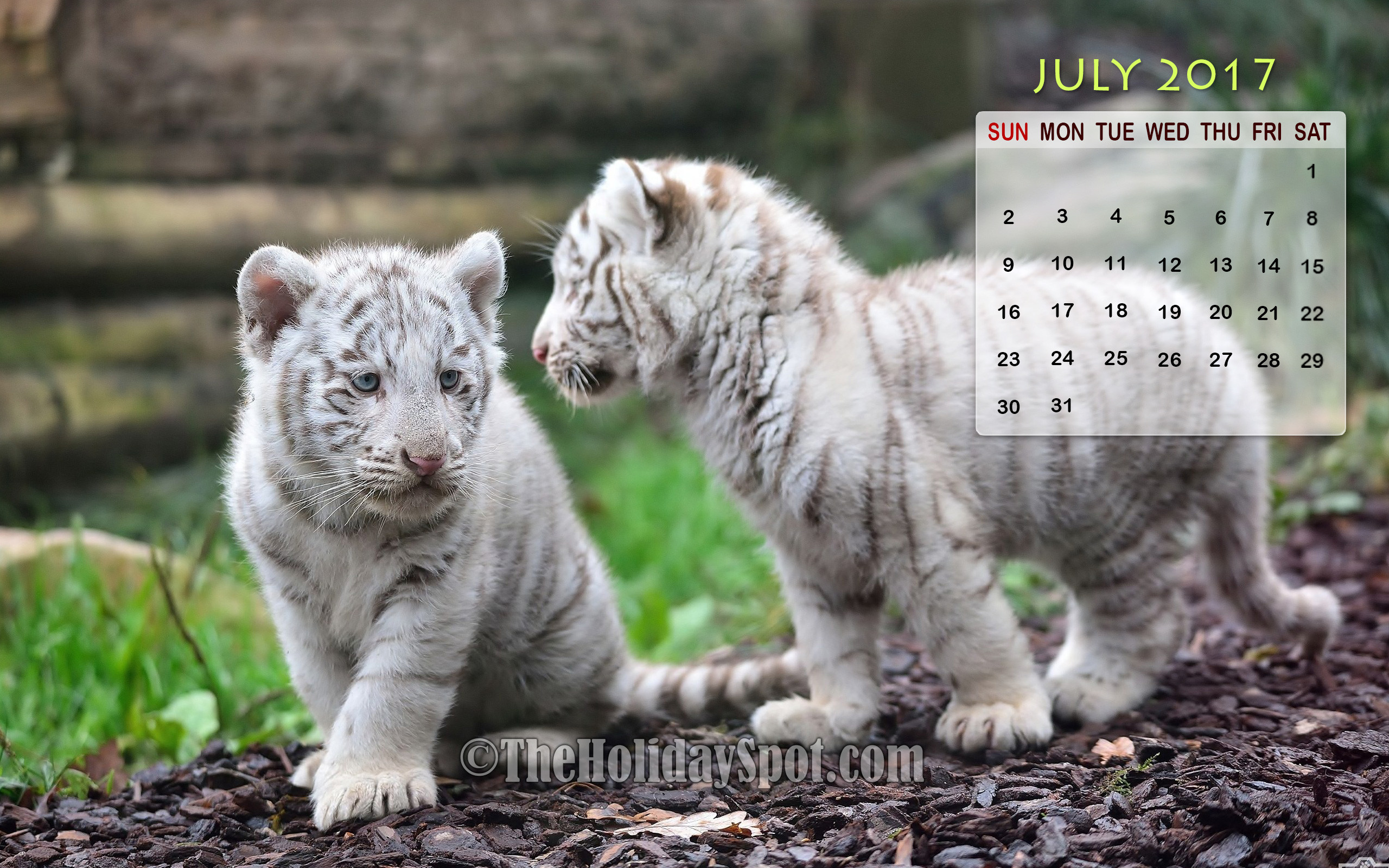 2560x1600 July 2017 Calendar Wallpaper of two little white tigers