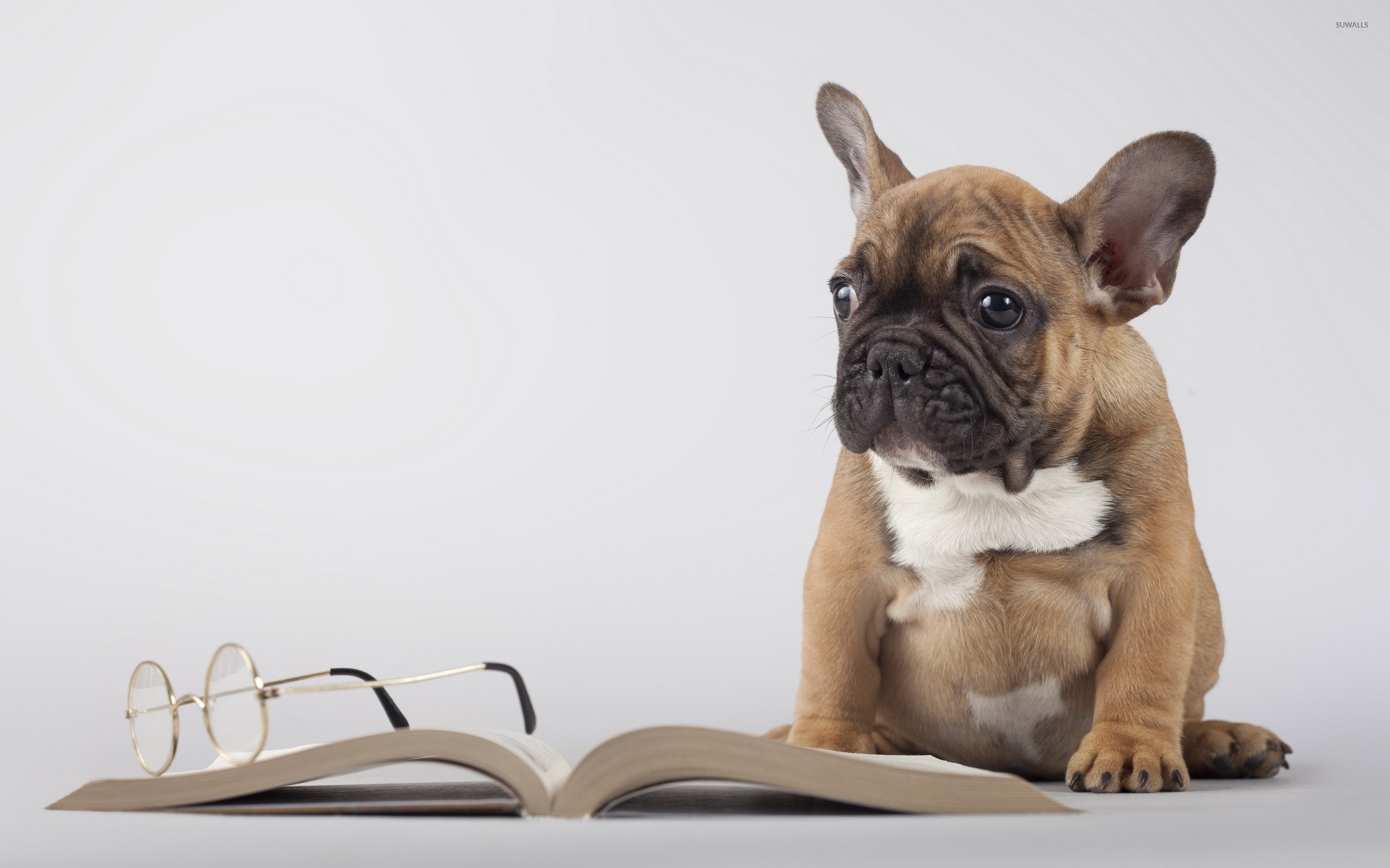 2560x1600 Cute pug puppy next to a book wallpaper