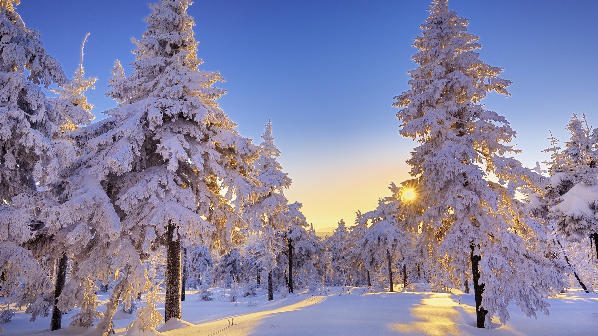 1920x1080 Gorgeous Winter Snow Wallpaper 44338
