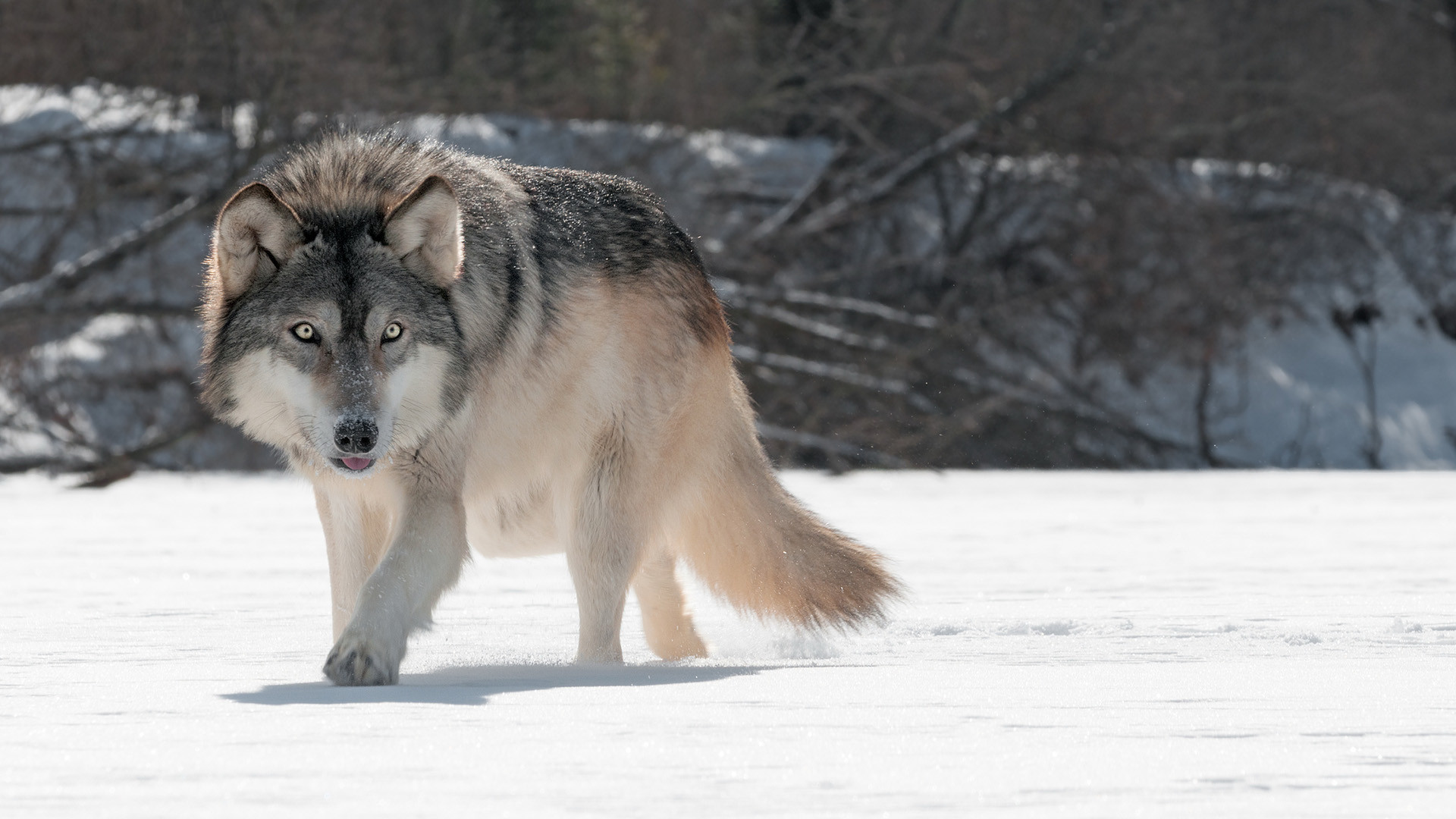 1920x1080 Grey Prowling Wolf