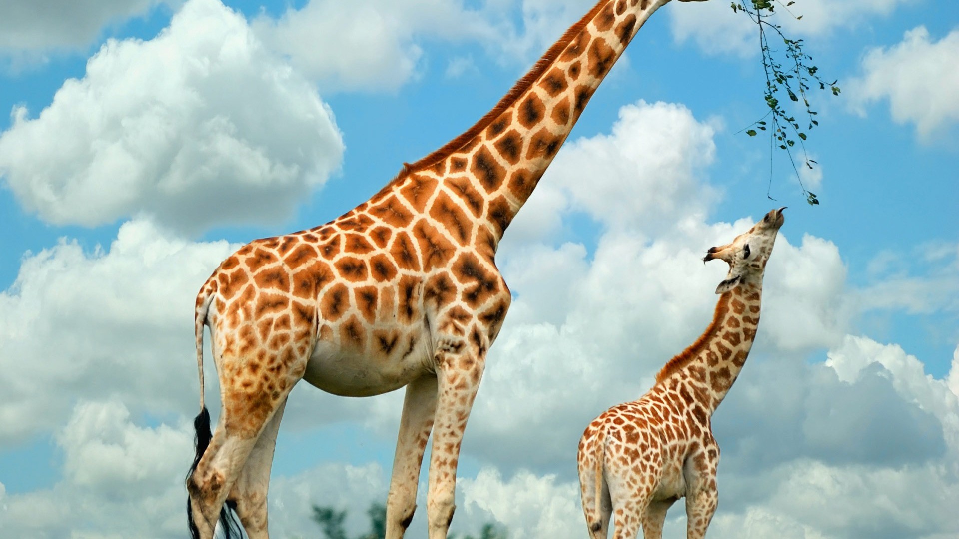 1920x1080 Giraffe High-Definition-Wallpaper kostenlos herunterladen wunderbar HD wall  der Giraffe