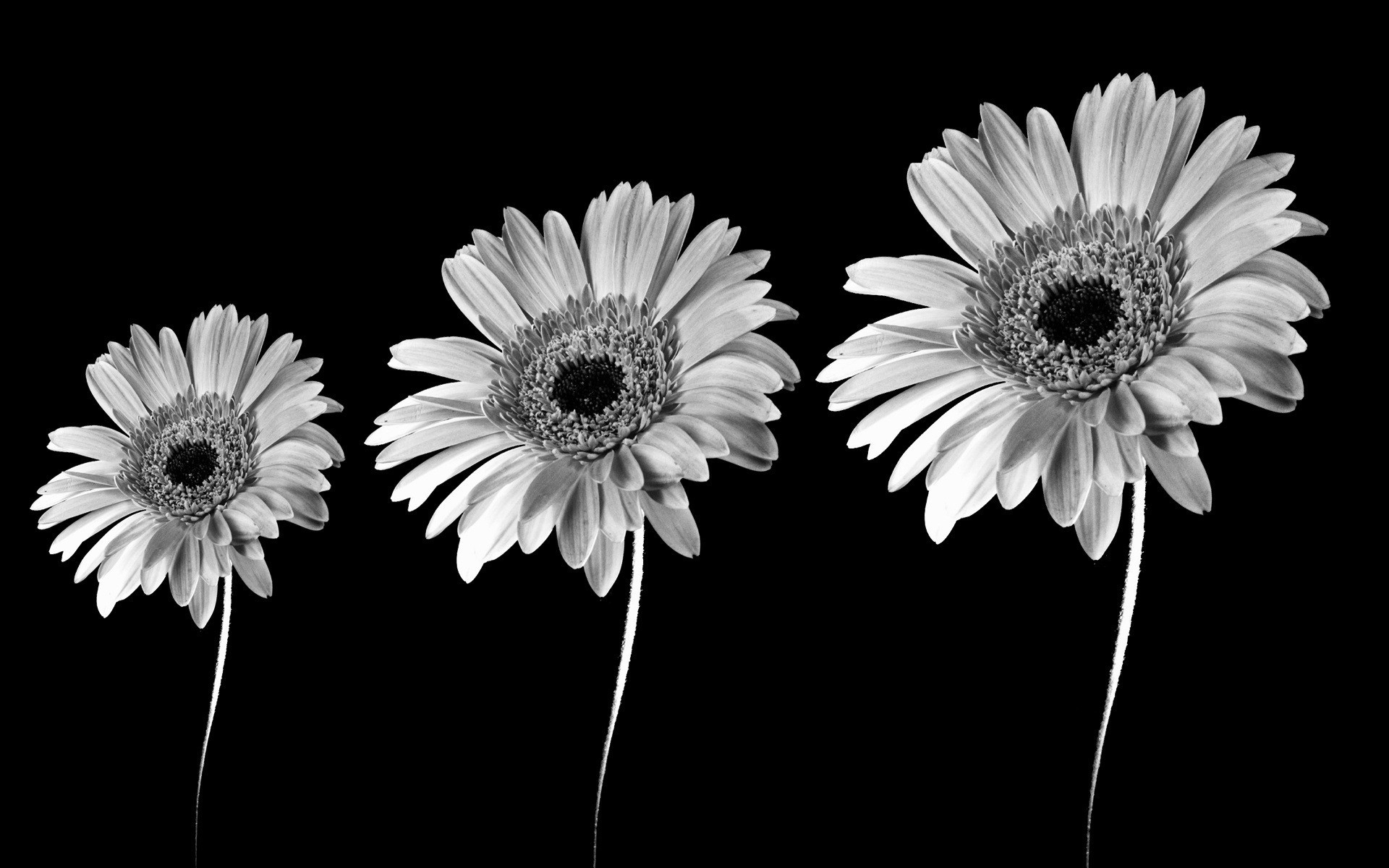 1920x1200 PreviousNext. Previous Image Next Image. black and white flower ...