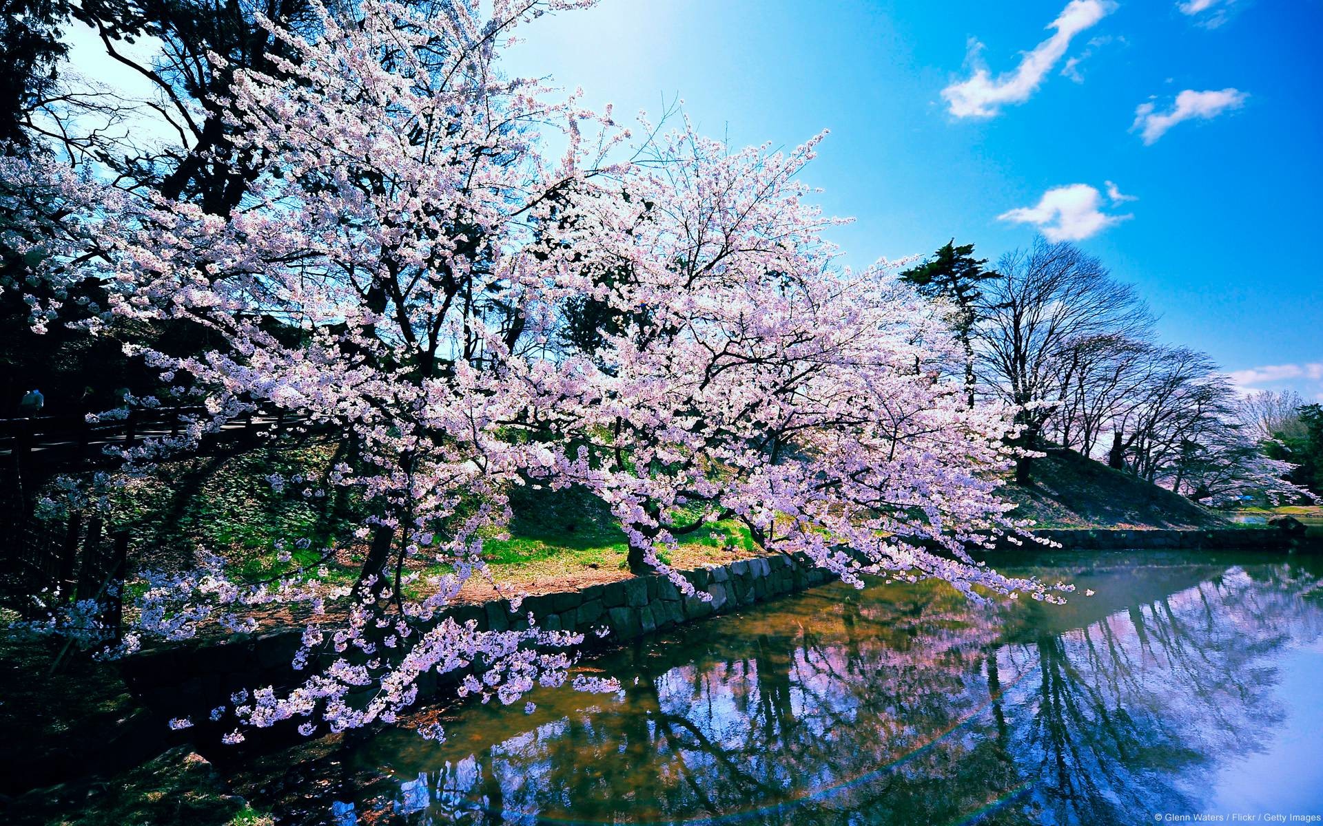 1920x1200 Cherry Blossom Tree Backgrounds (17 Wallpapers)