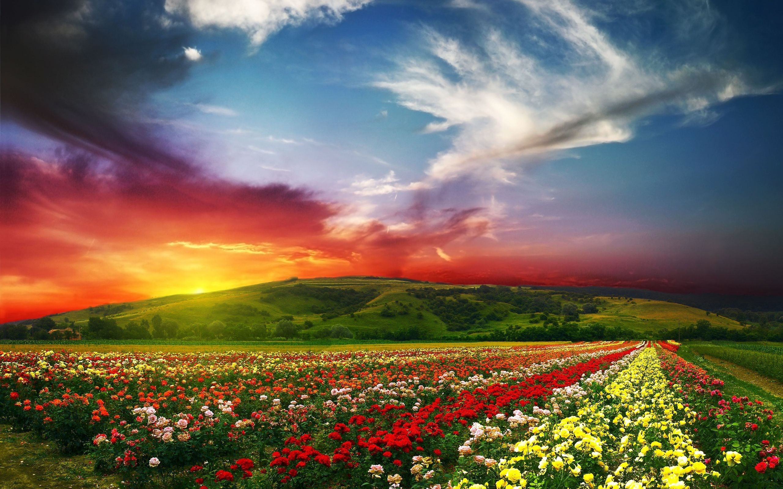 2560x1600 Flower Field Beautiful Landscape Wallpaper