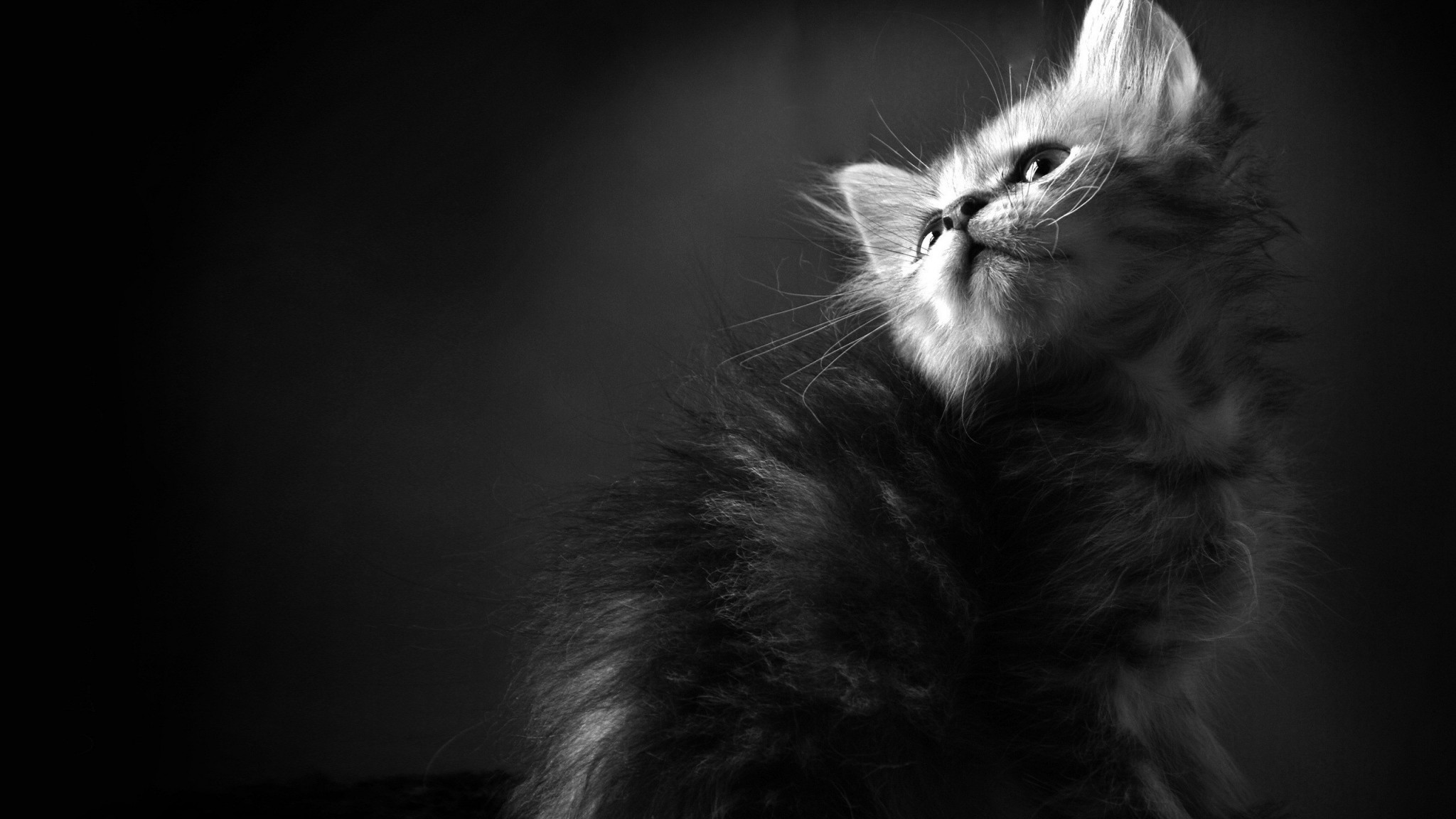 2048x1152  Wallpaper kitten, furry, curious, shadow, black white
