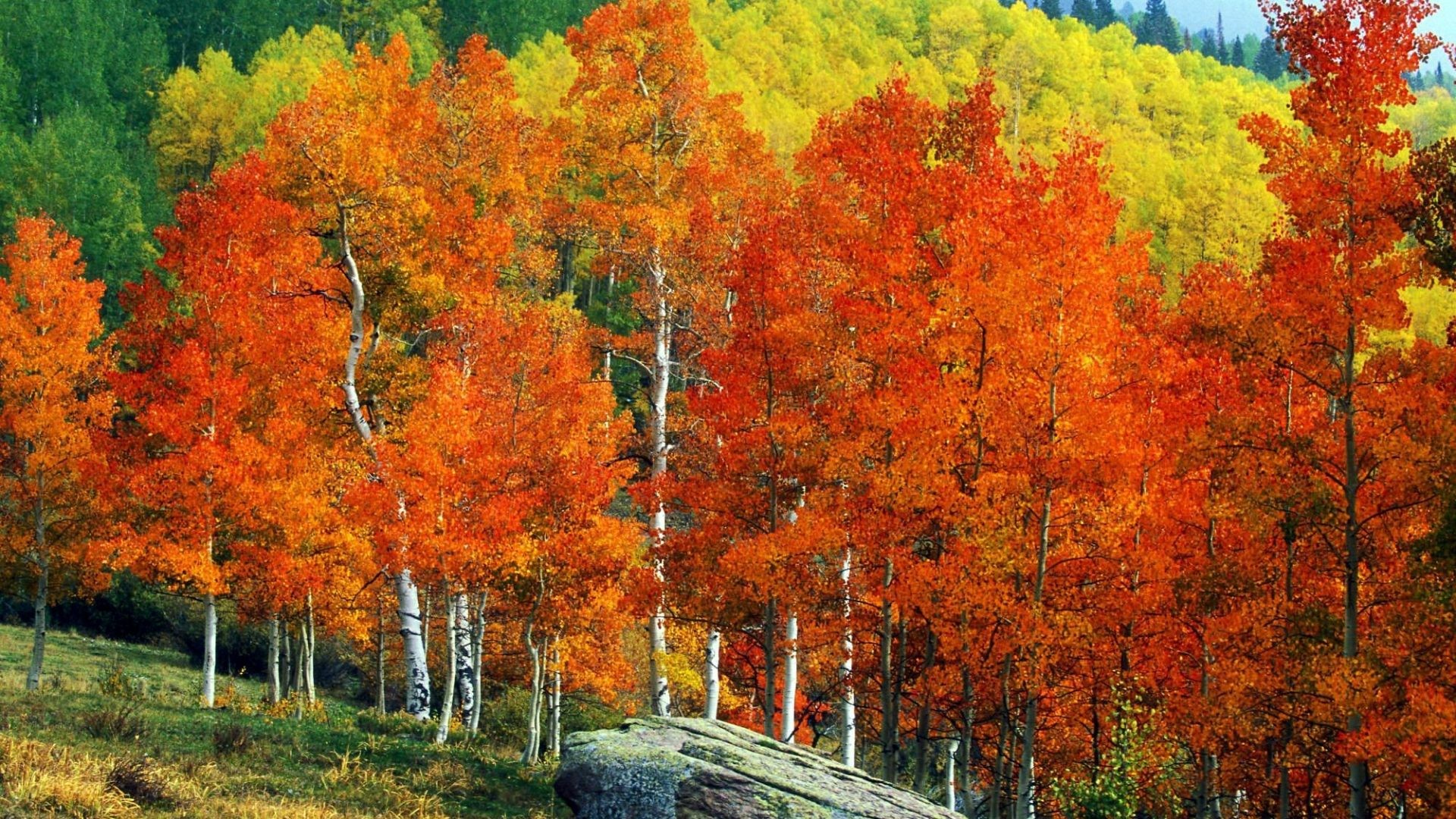 1920x1080 Landscape Tag - Fall Mountains Trees Aspens Autumn Street Landscape Owl  Pass Colorado Colors Creek Desktop