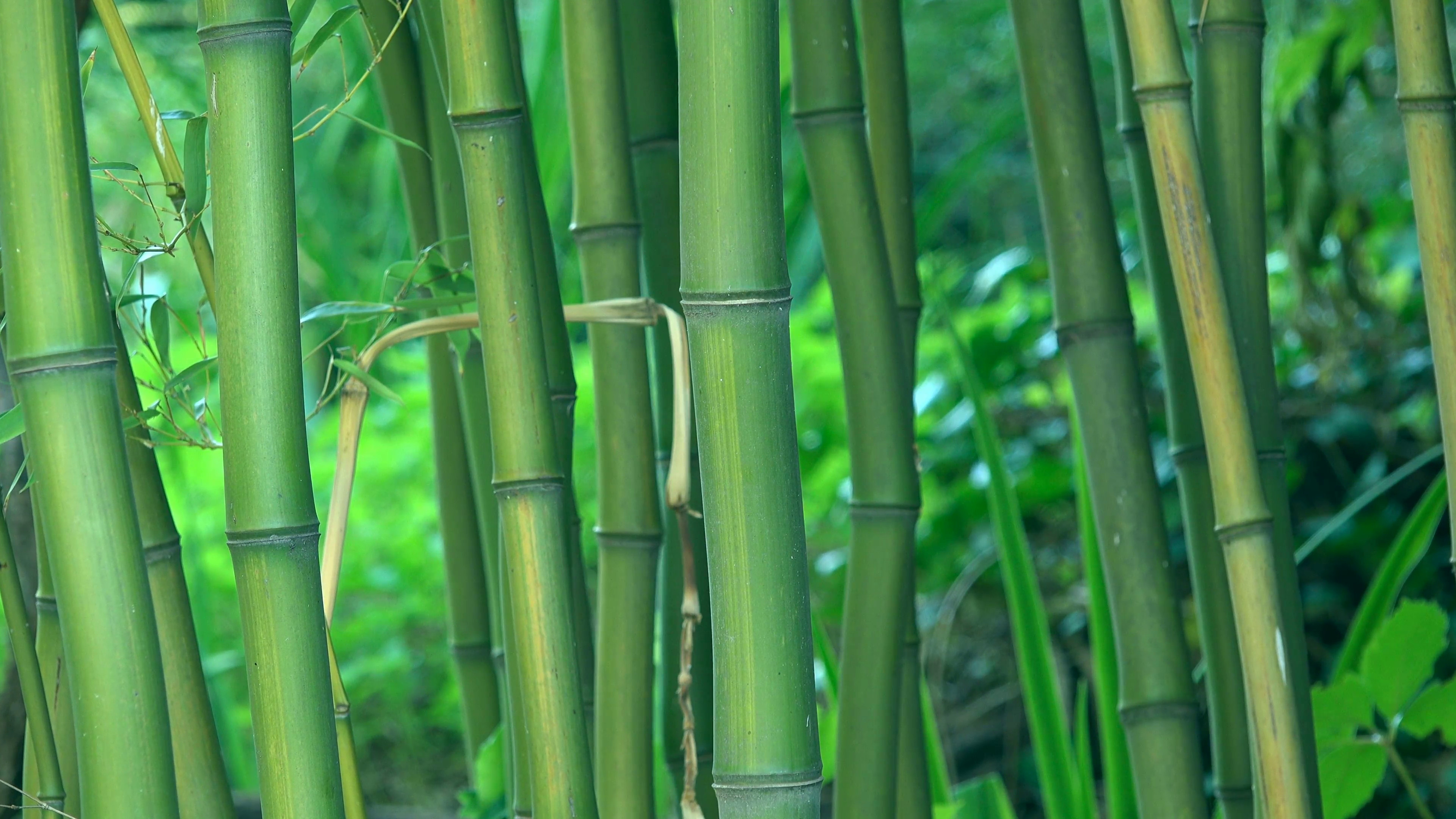 3840x2160 Green bamboo trees as background, bamboo forest detail, 4k uhd footage,  , 2160p. Stock Video Footage - VideoBlocks