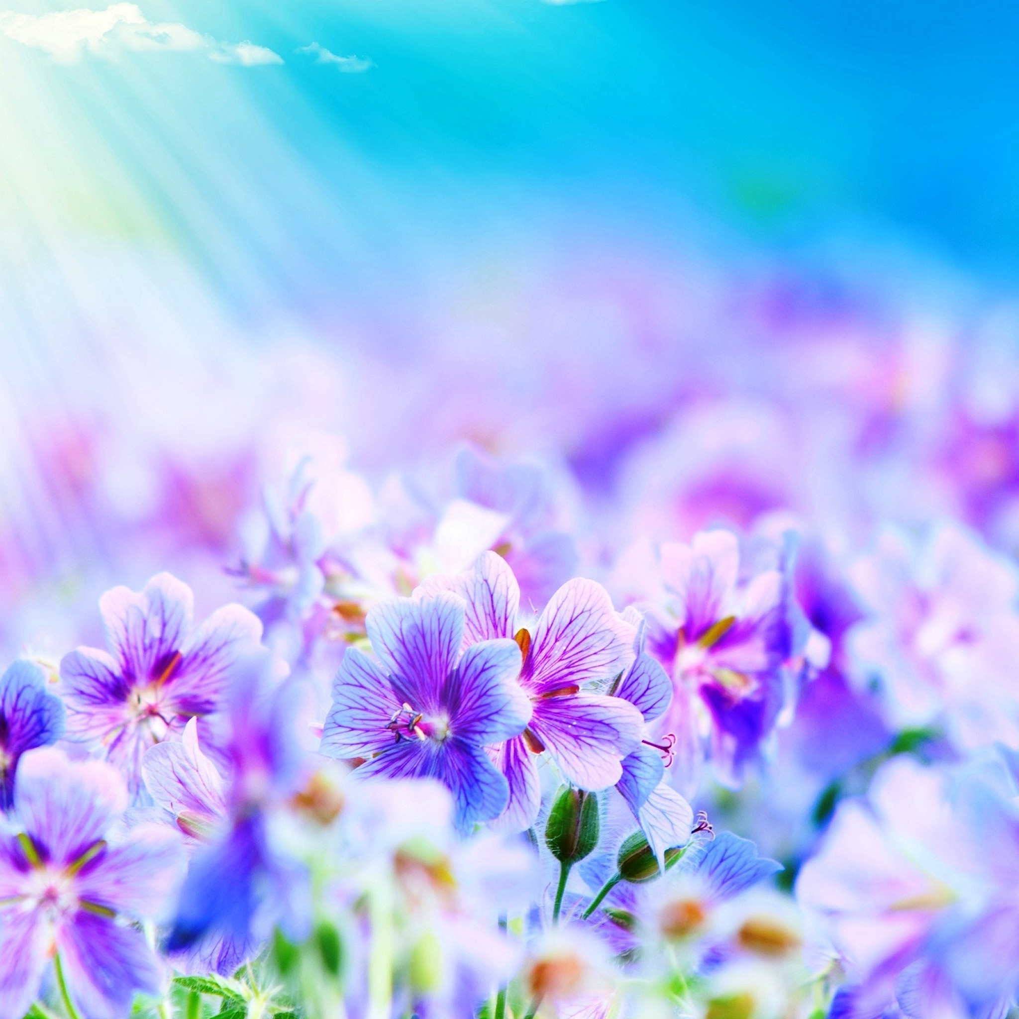 2048x2048 Pix For > Light Purple Flowers Wallpaper