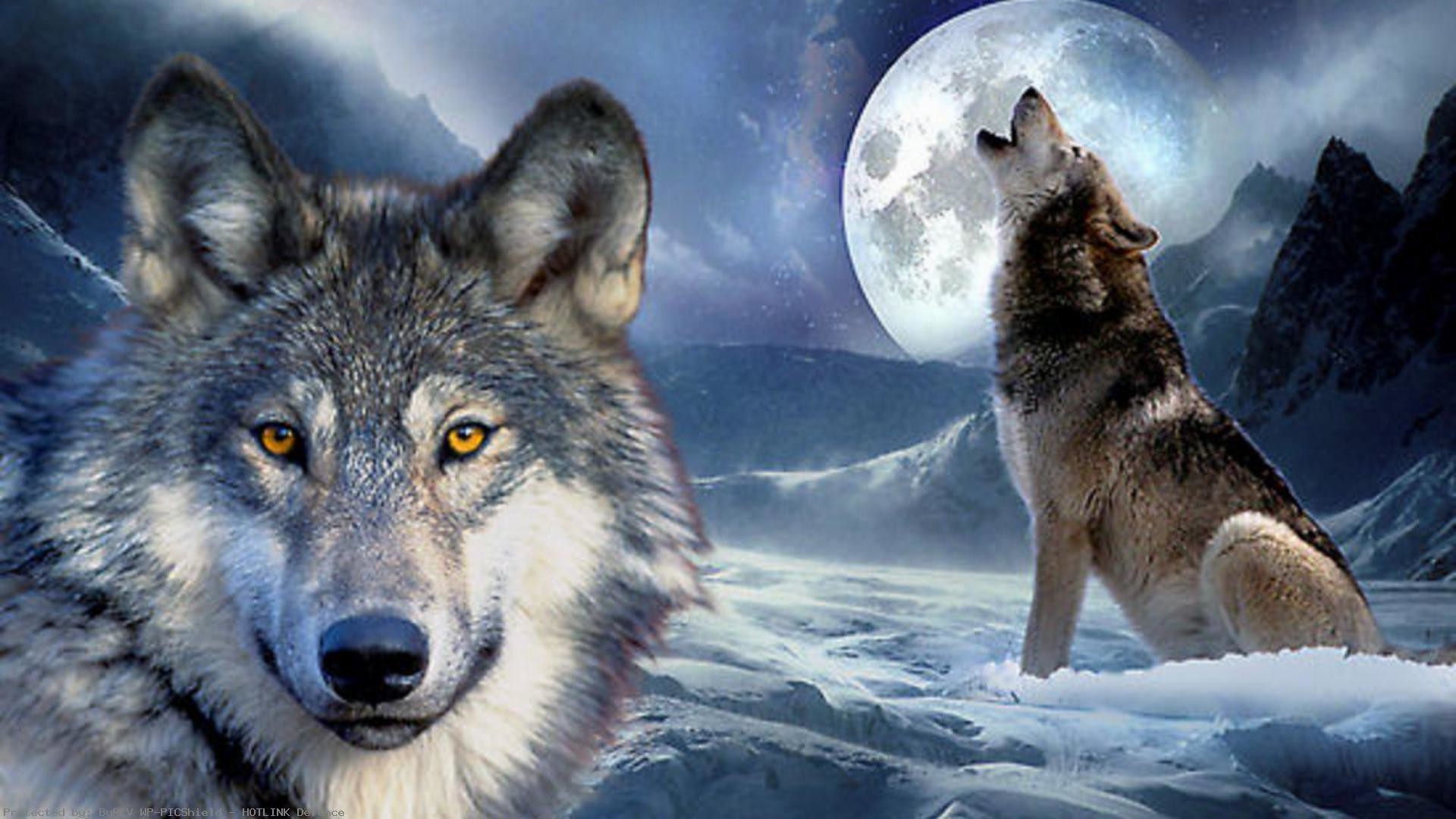 1920x1080 Wolves-Howling-wallpaper-wp38012179