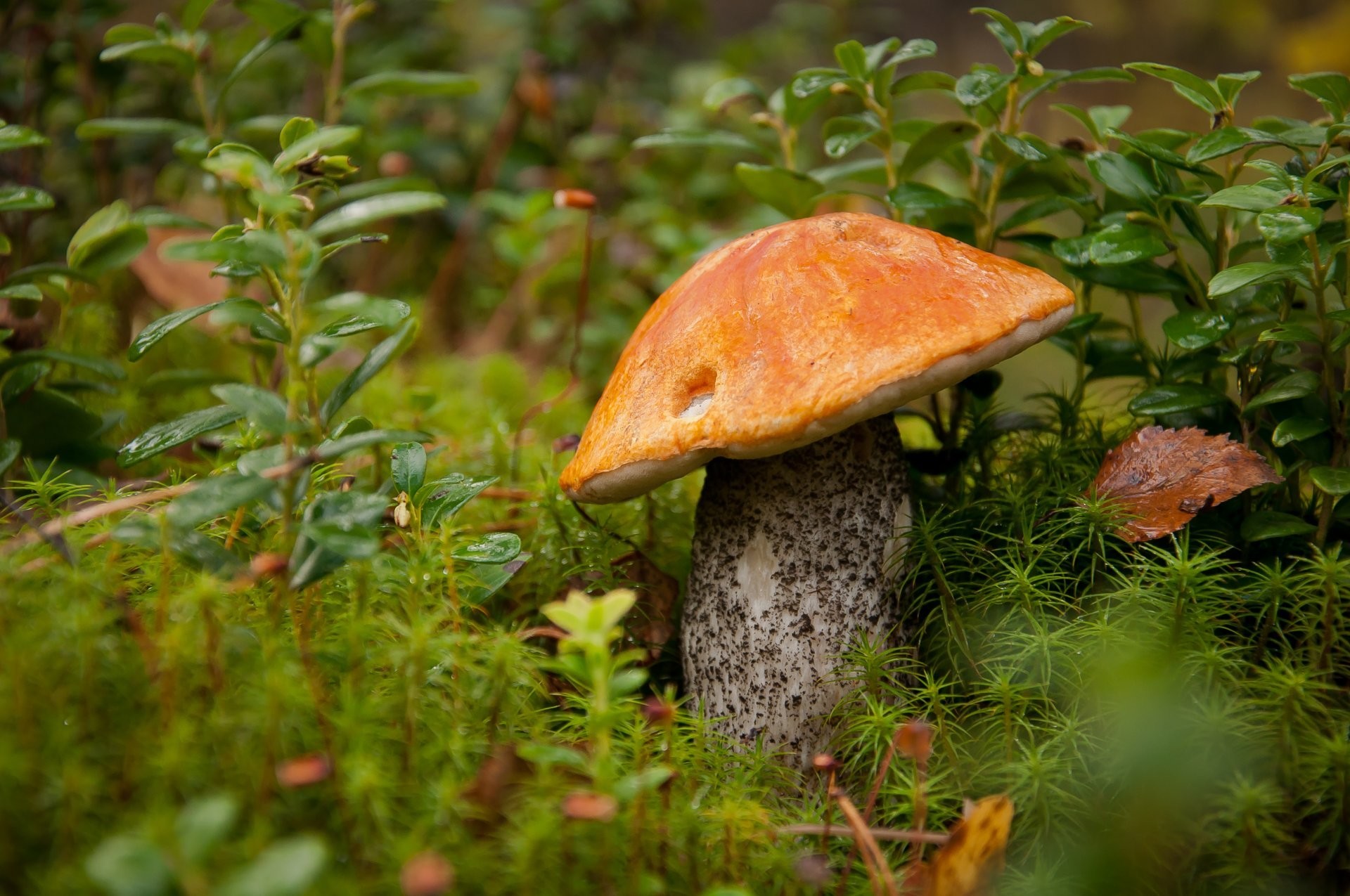 1920x1275 mushroom forest nature