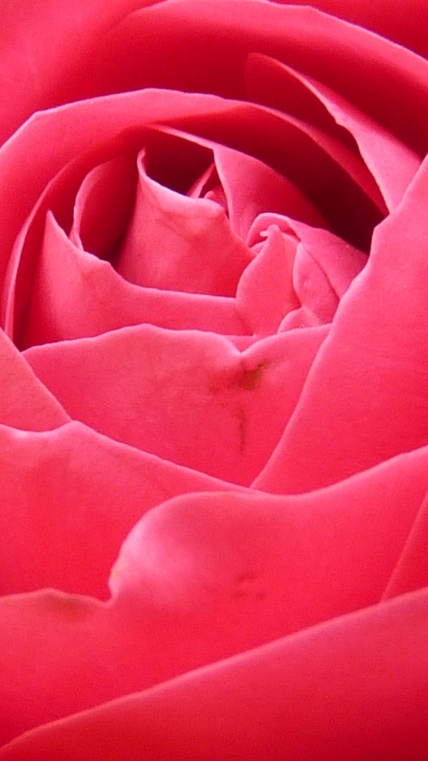 1440x2560 Bright Pink Rose Closeup
