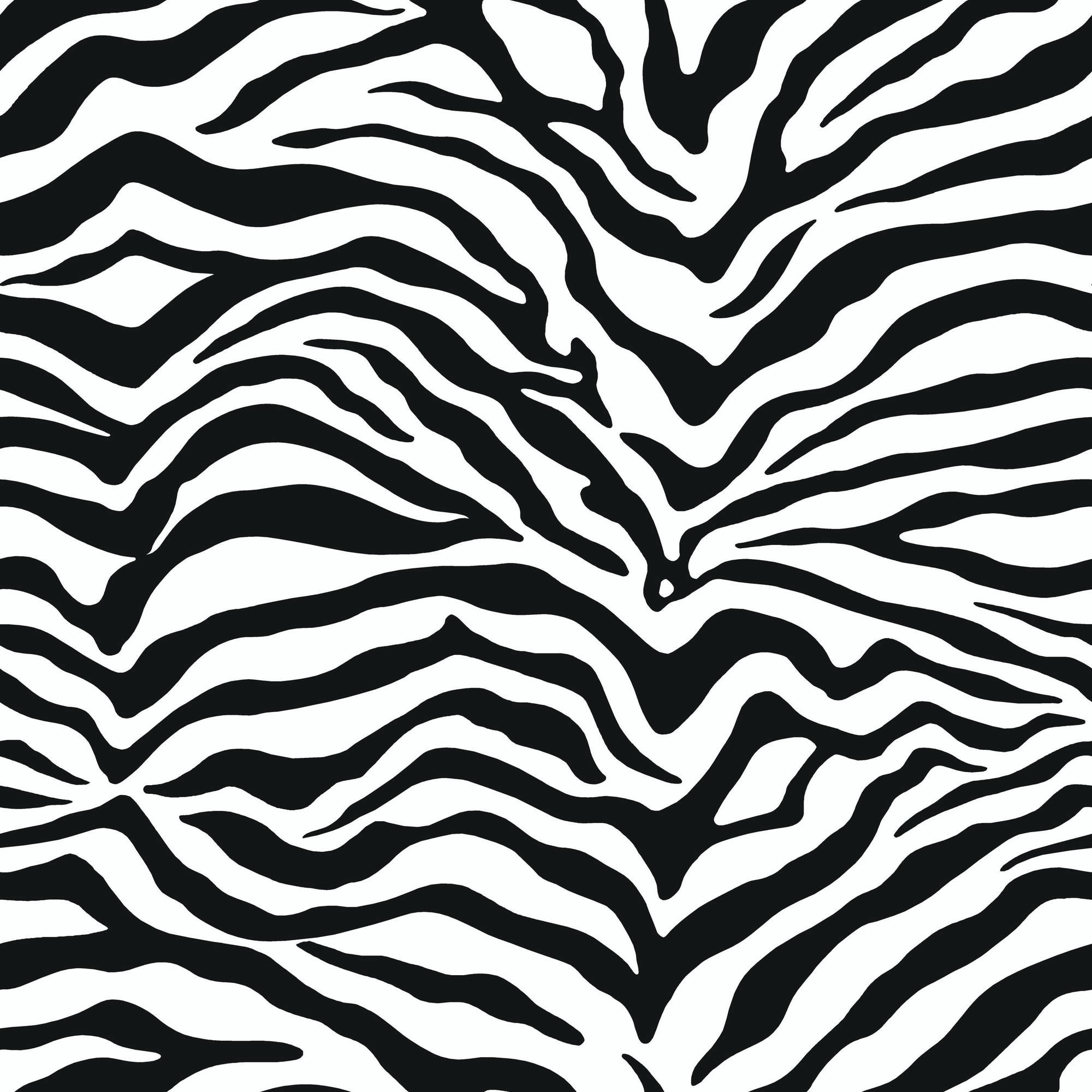 2000x2000 Black White Zebra Wallpaper