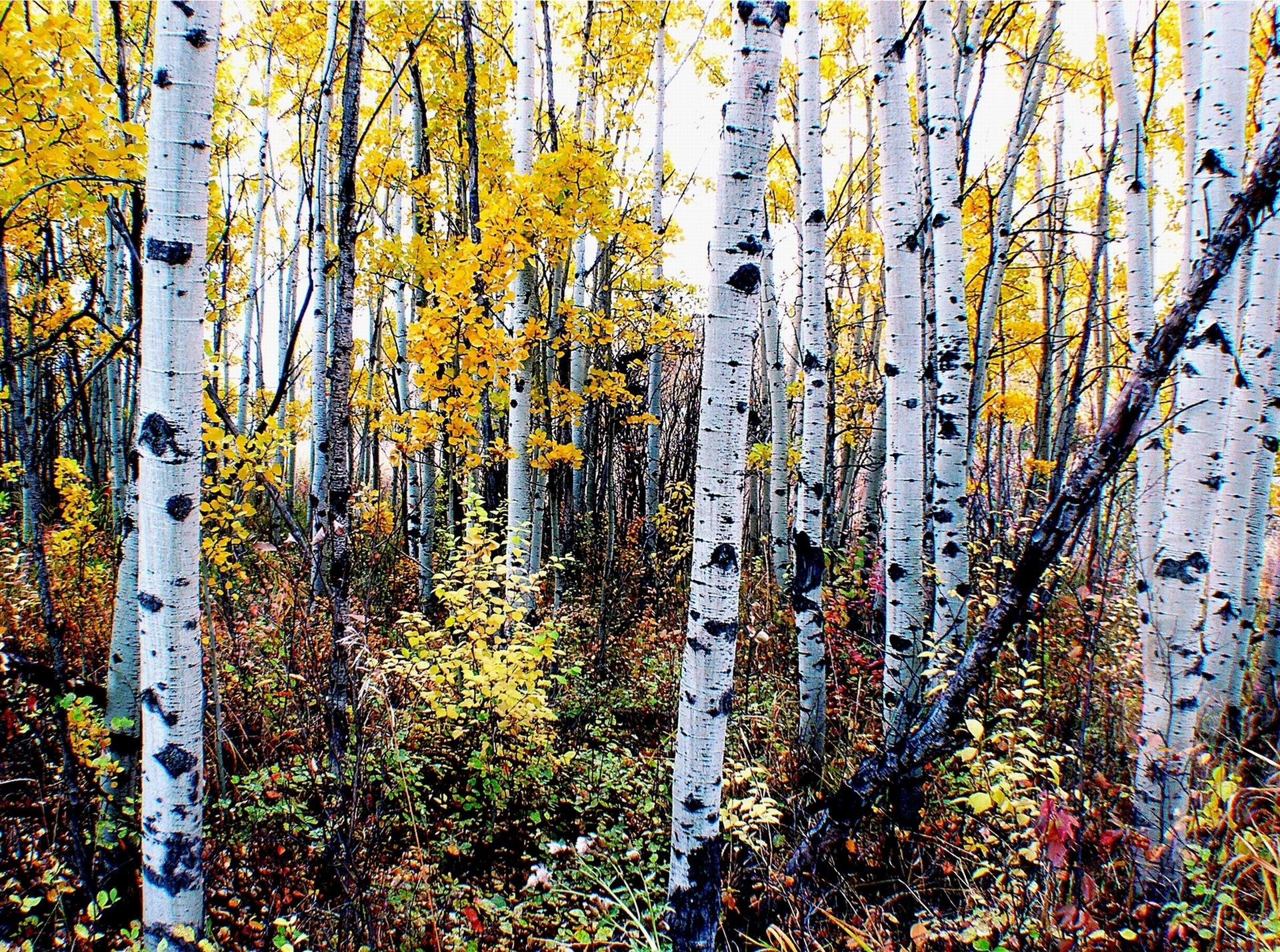1920x1428 Tall Aspen trees with sky background Amazing aspen forest wallpaper for  desktop