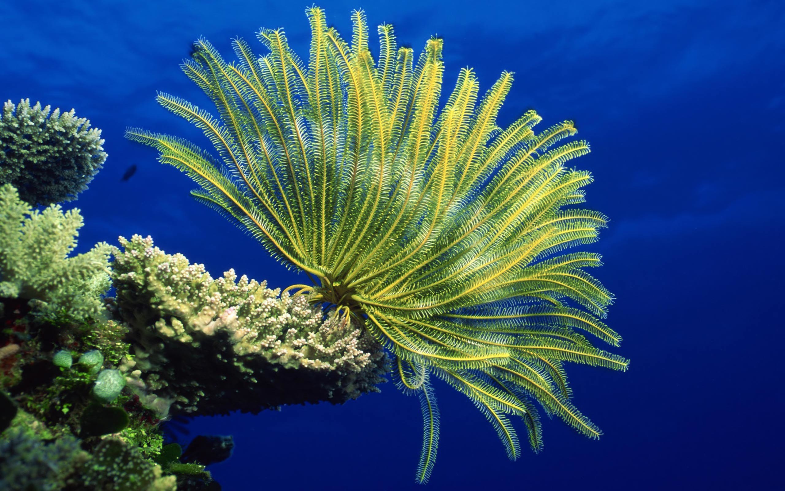 2560x1600 Desktop Wallpaper Â· Gallery Â· Animals Â· Sea anemones - Coral reef .