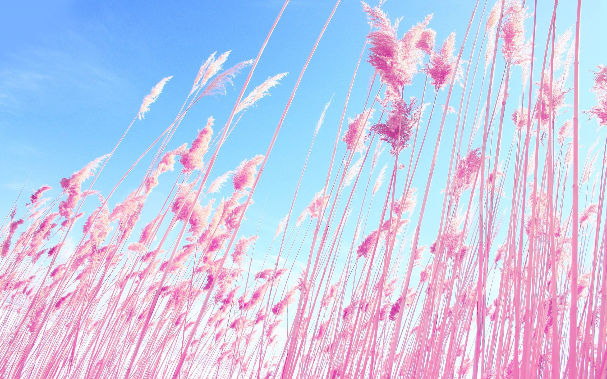 2560x1600 Pink Nature Wallpapers - Full HD wallpaper search