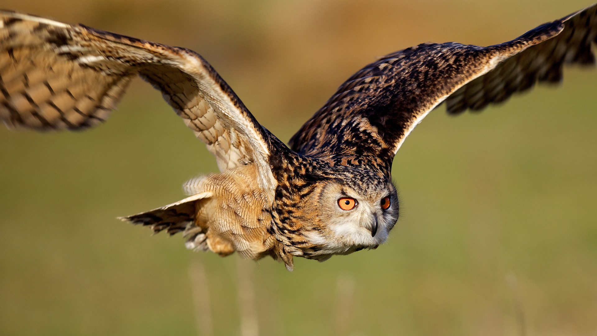 1920x1080 Owls animals birds predator raptor flight fly feathers wings eyes .