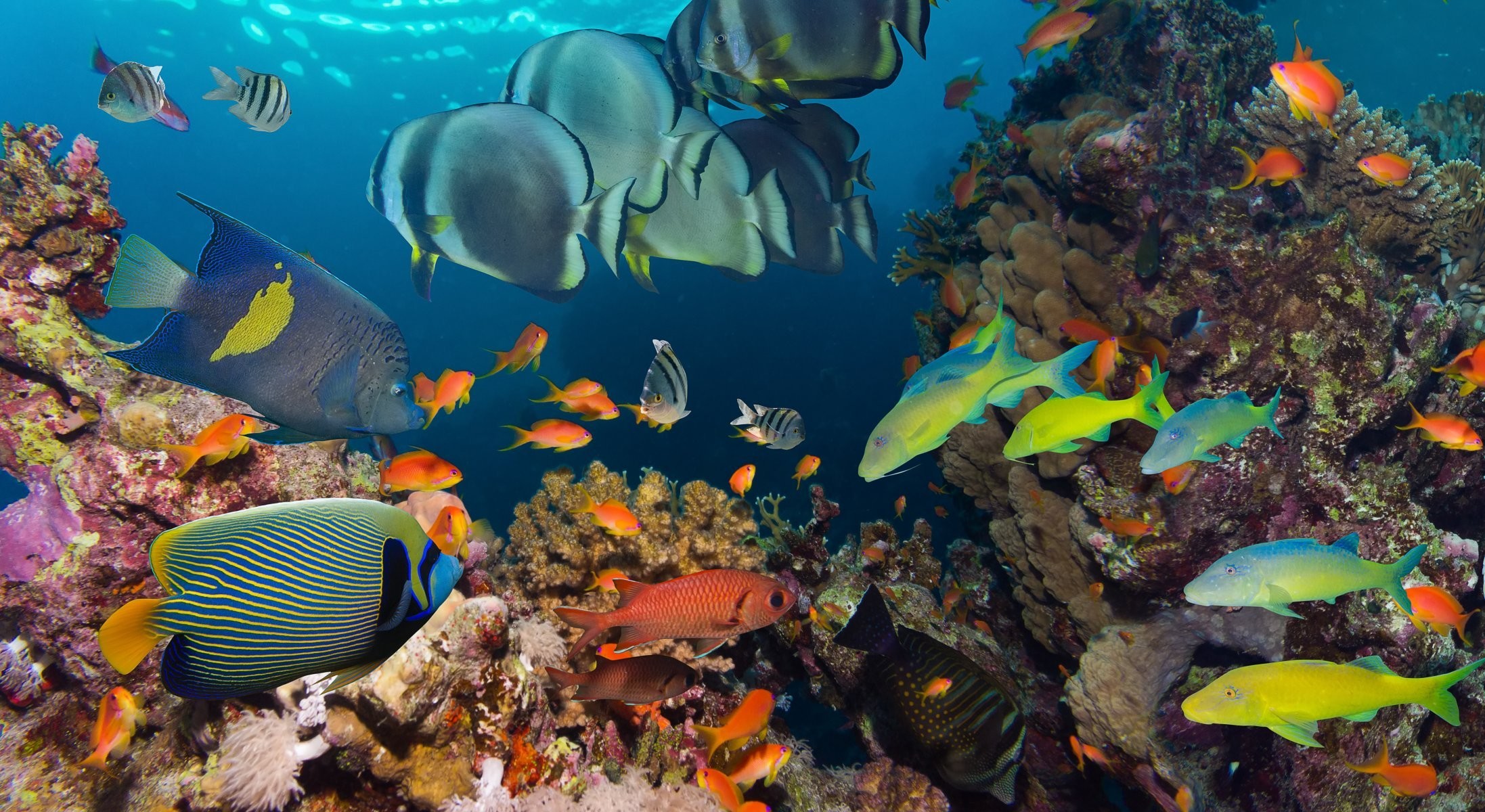 2194x1200 ocean reef wallpaper fish underwater sea ocean coral reef under water HD  wallpaper