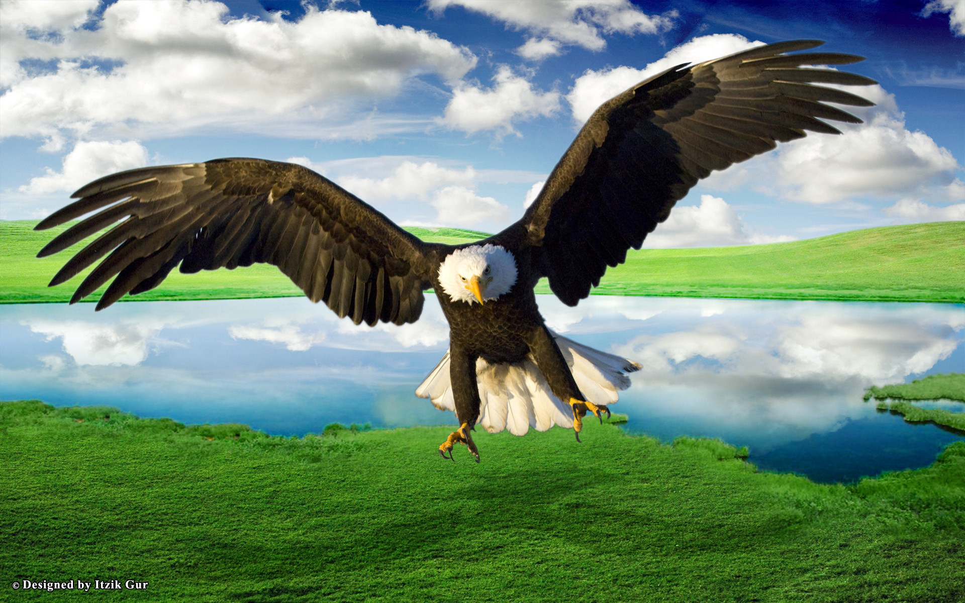 1920x1200 desktop hd wallpaper eagle