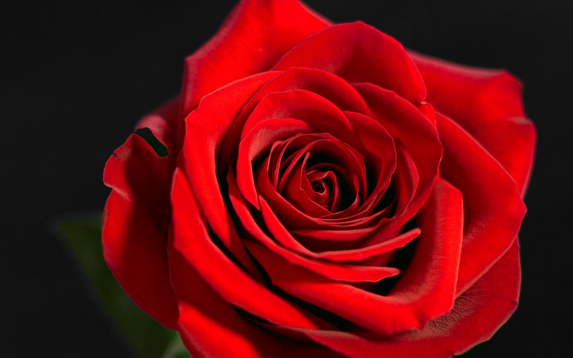 1920x1200 deep red rose