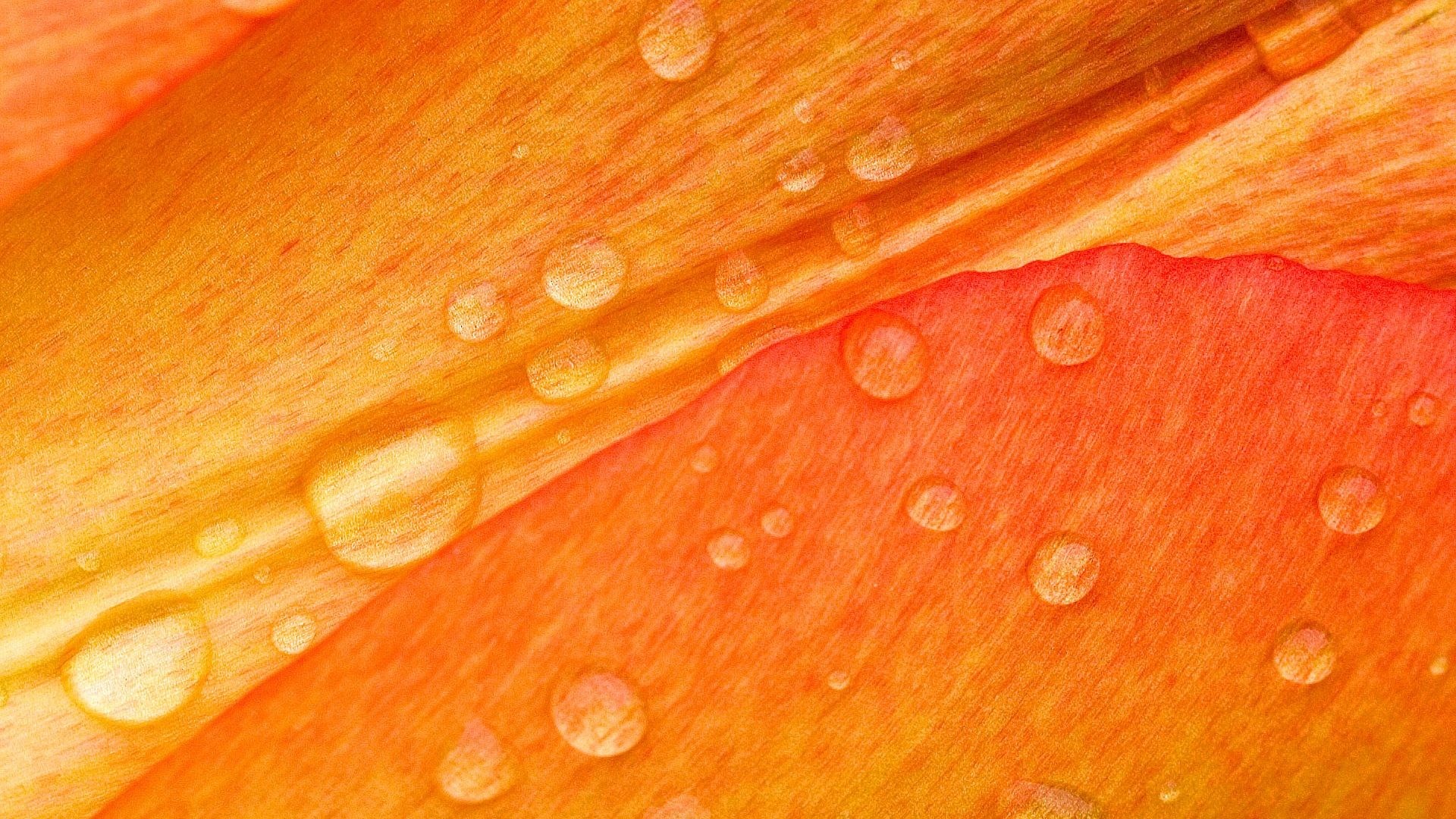 1920x1080 Drops Flower Beauty Fresh Cool Orange Good Water Rain Petals Wallpaper  Desktop Full Size Detail