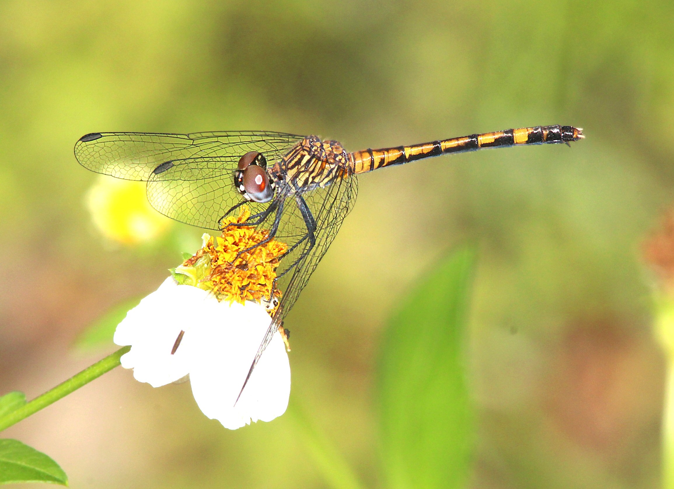 2310x1674 dragonfly on top of yellow and white flower