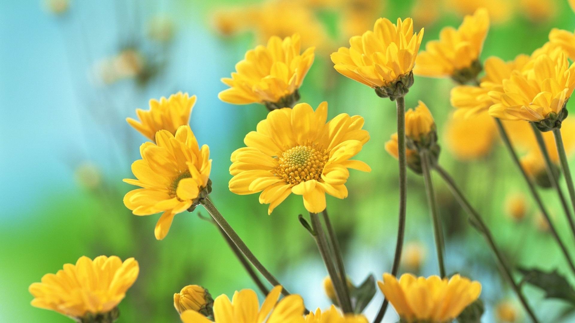 1920x1080 Search Results for “beautiful yellow flowers wallpapers” – Adorable  Wallpapers
