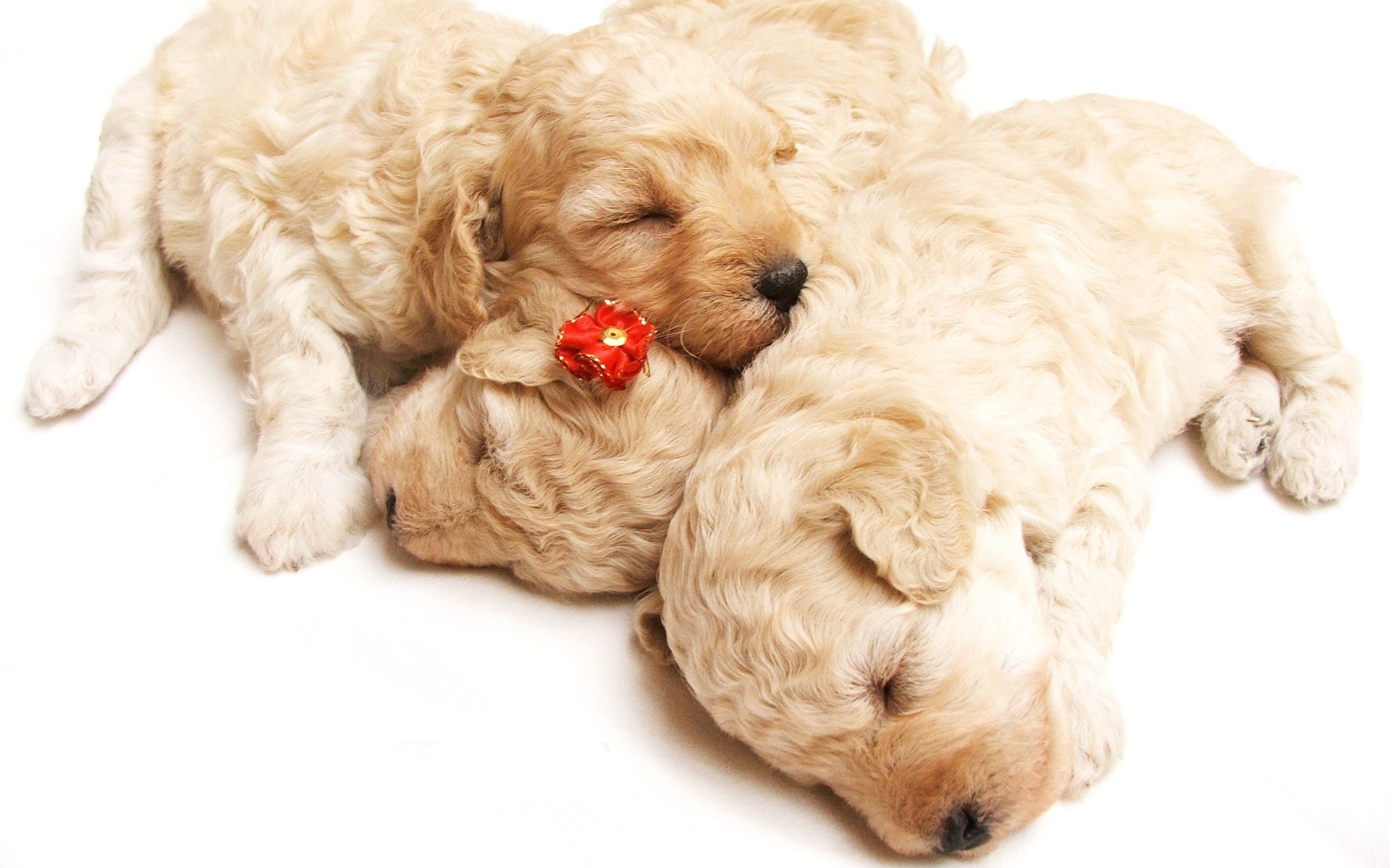 1920x1200 Image for cute sleeping puppies animal hd wallpaper