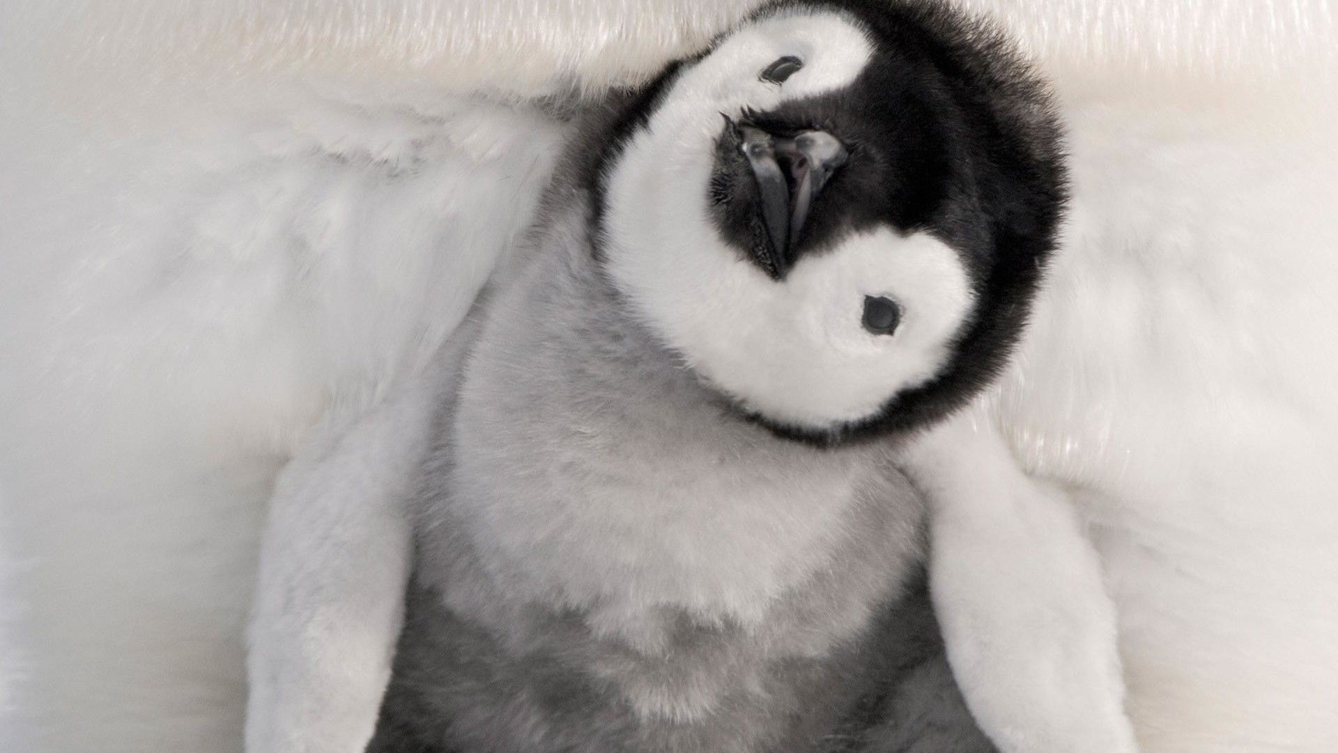 1920x1080 Wallpapers For > Cute Penguins Wallpaper