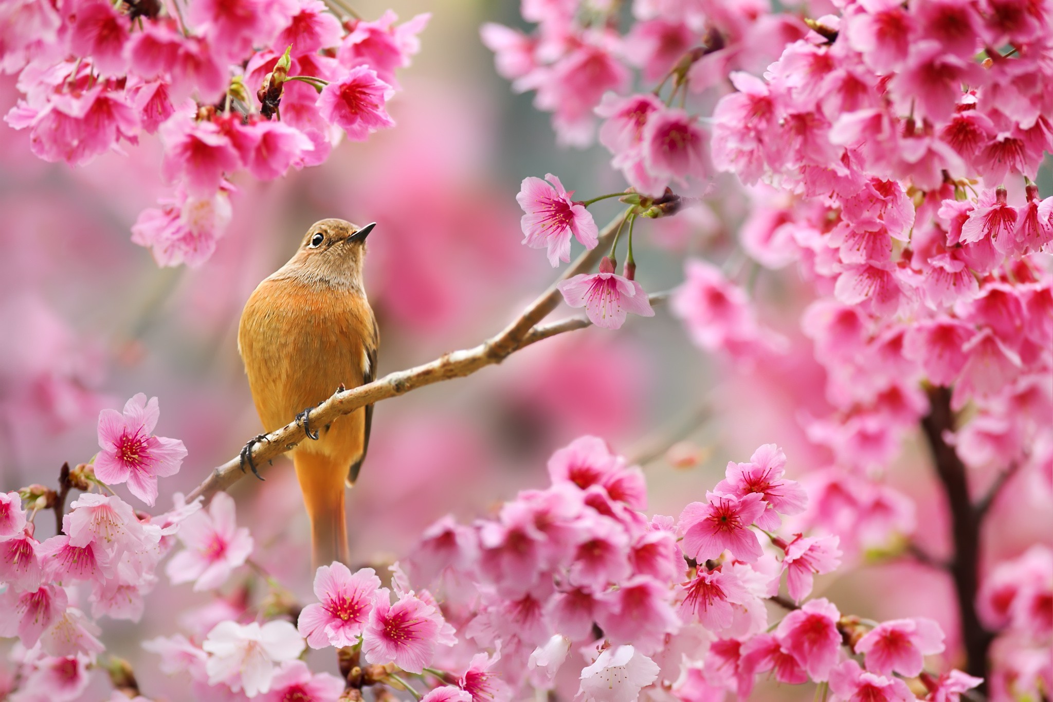 2048x1365 nature, Birds, Animals, Flowers, Plants, Depth Of Field, Cherry Blossom  Wallpapers HD / Desktop and Mobile Backgrounds
