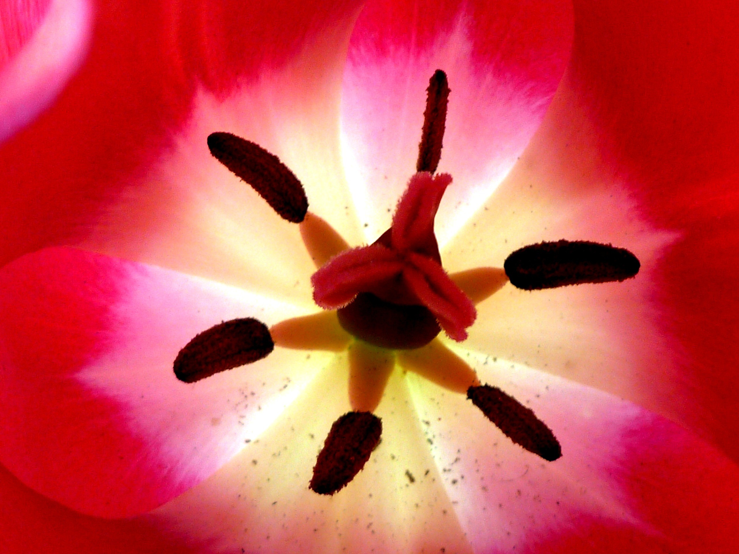 2560x1920 hand plant photography flower petal tulip red color pink flora close up up  close inside macro